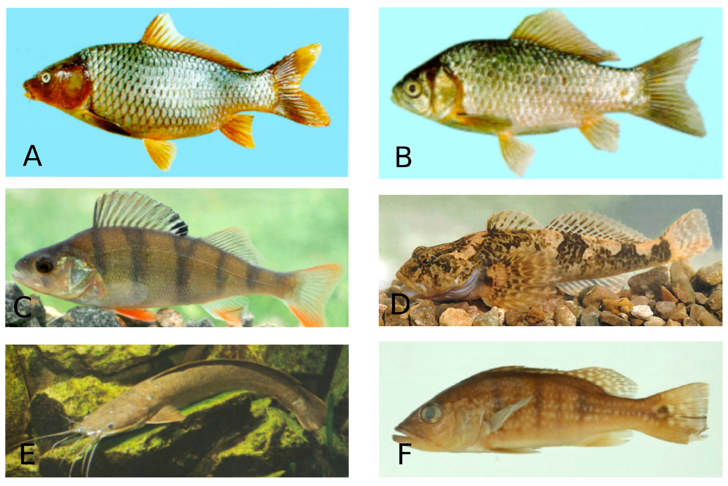 Microorganisms 13 00347 g006 Microorganisms 13 00347 g006
