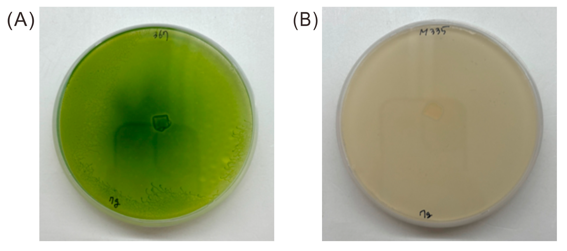 Microorganisms 13 00370 g003