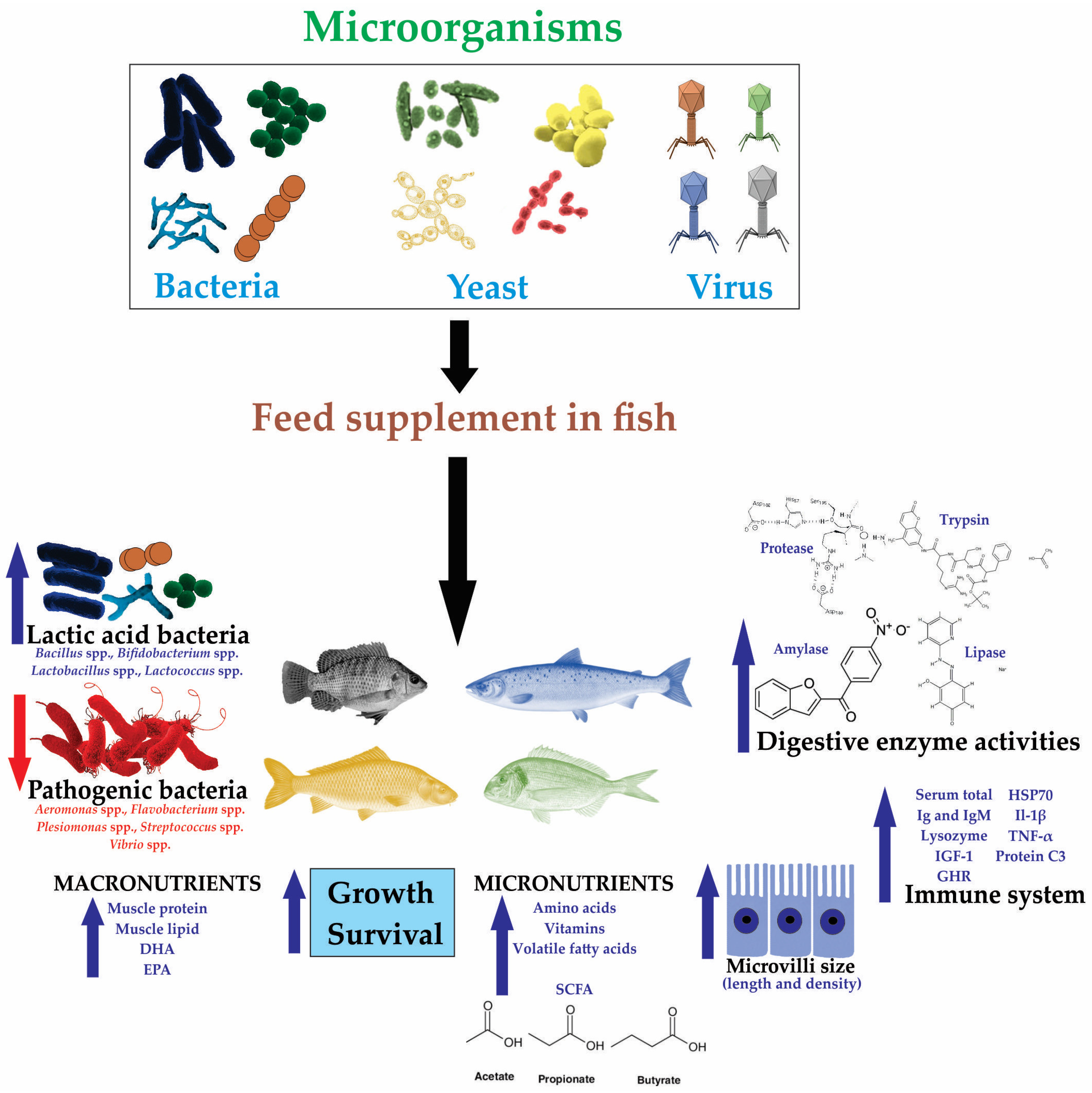 Microorganisms 13 00485 g002