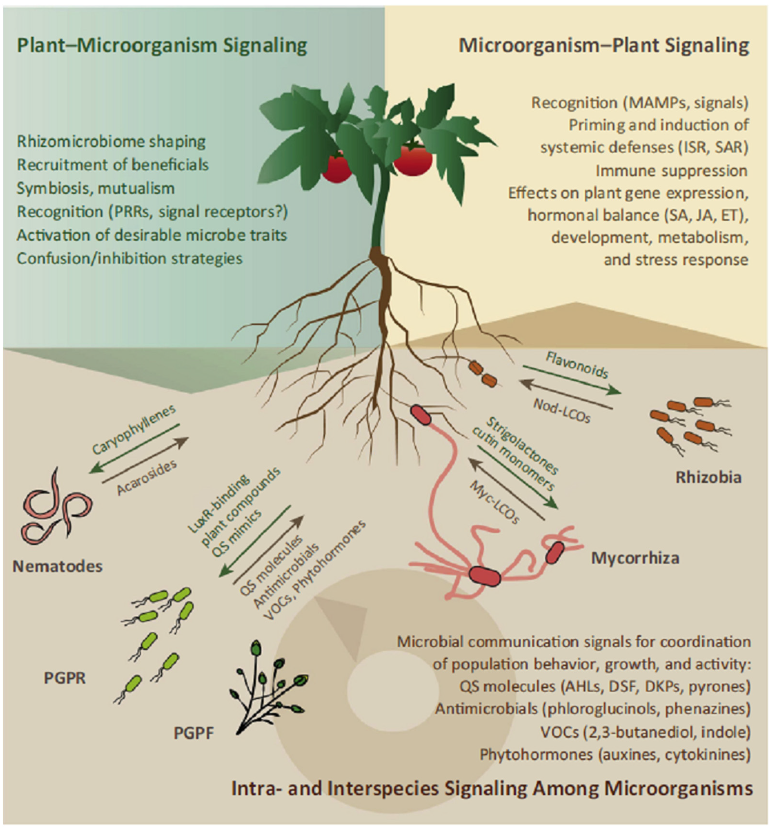 Microorganisms 13 00518 g001