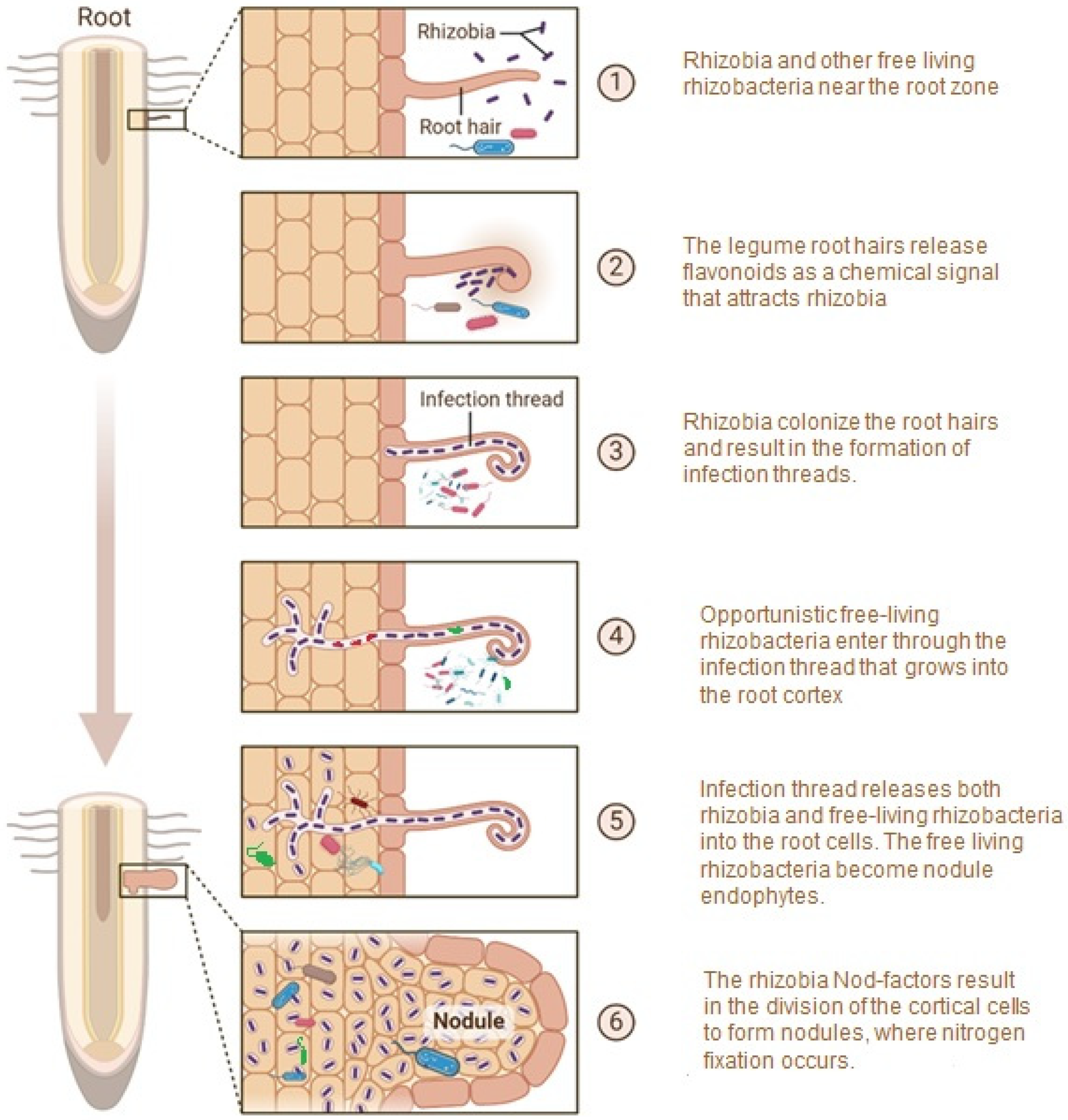 Microorganisms 13 00518 g002