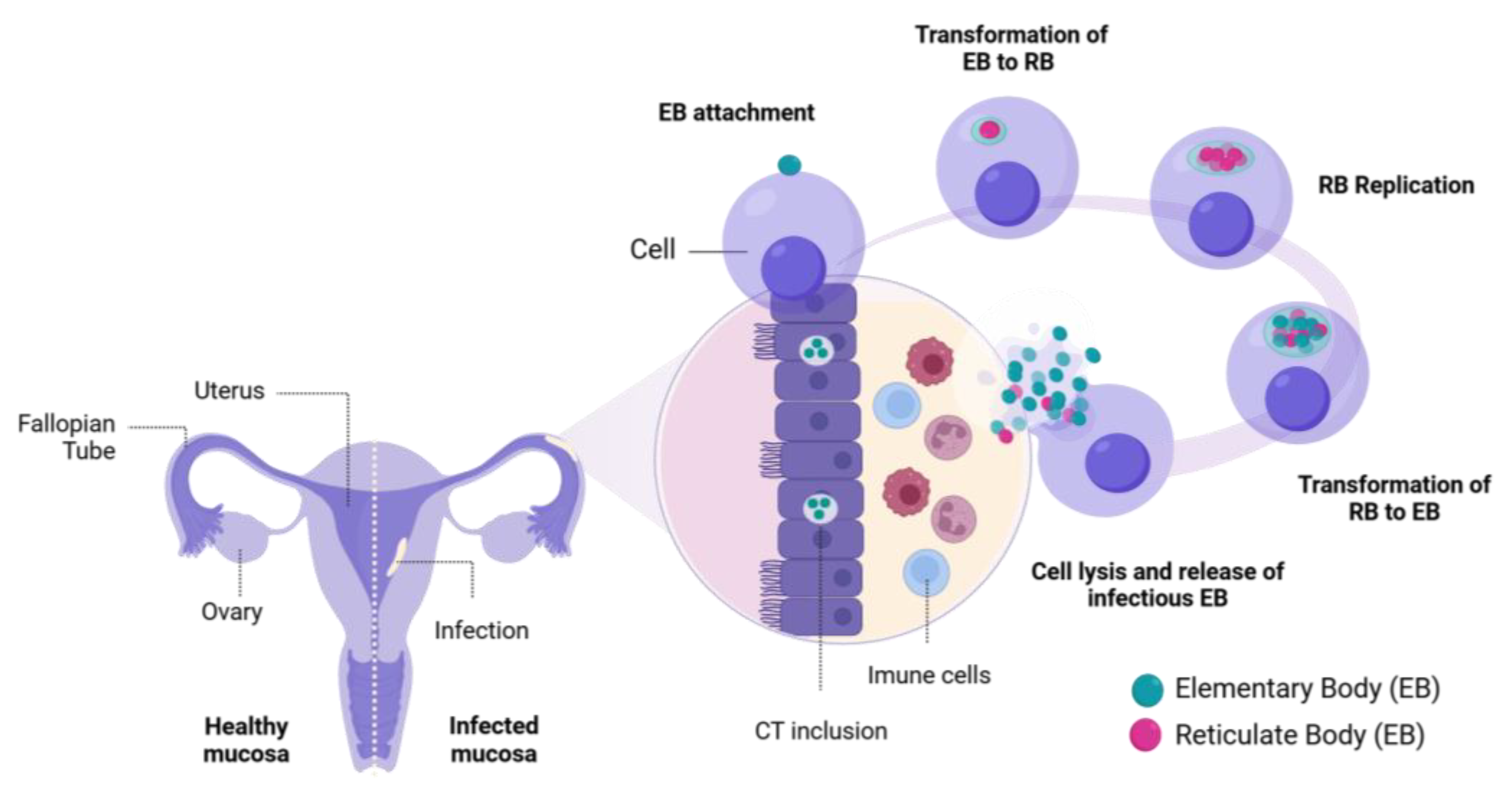 Microorganisms 13 00553 g001 Microorganisms 13 00553 g001