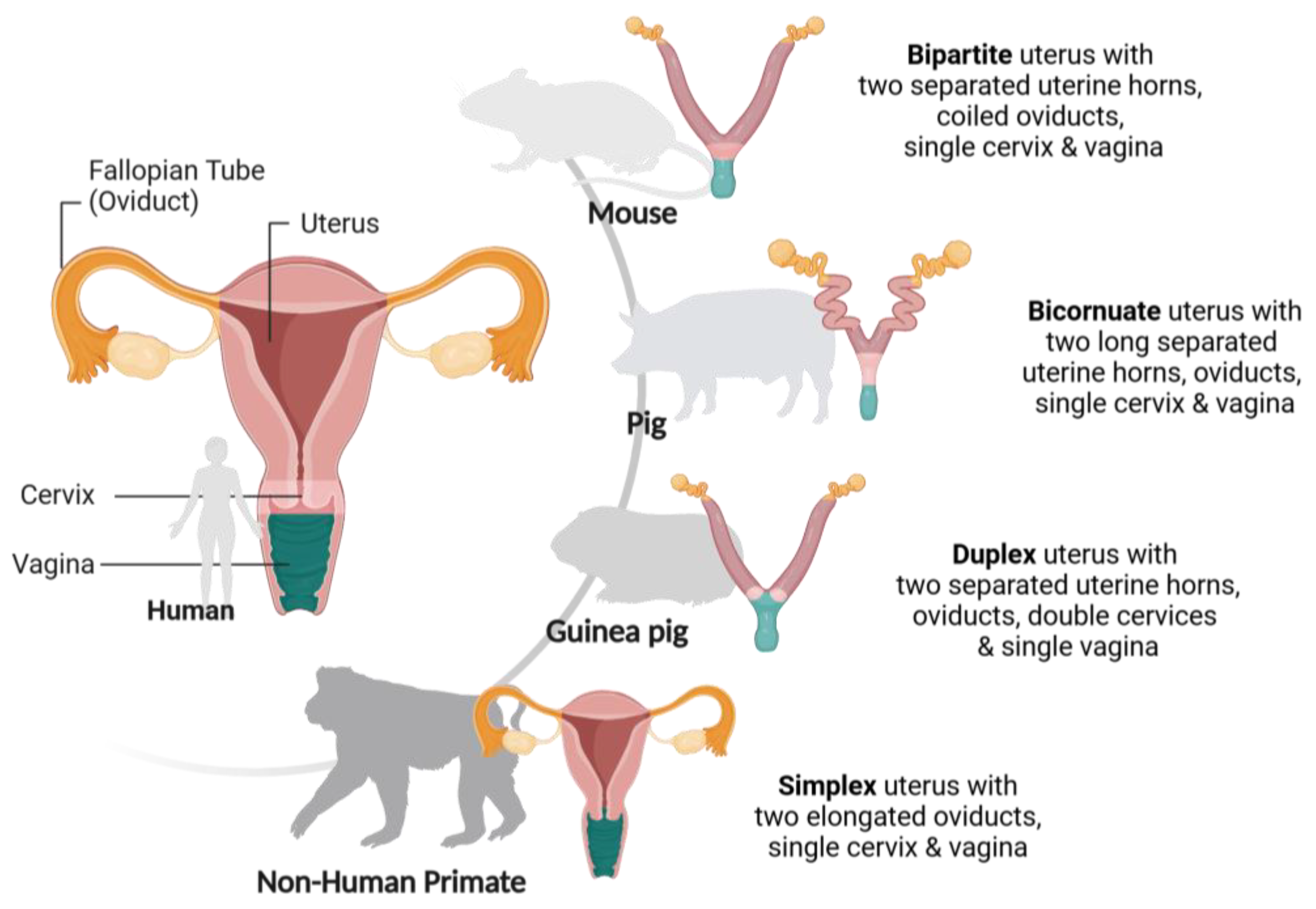 Microorganisms 13 00553 g002 Microorganisms 13 00553 g002