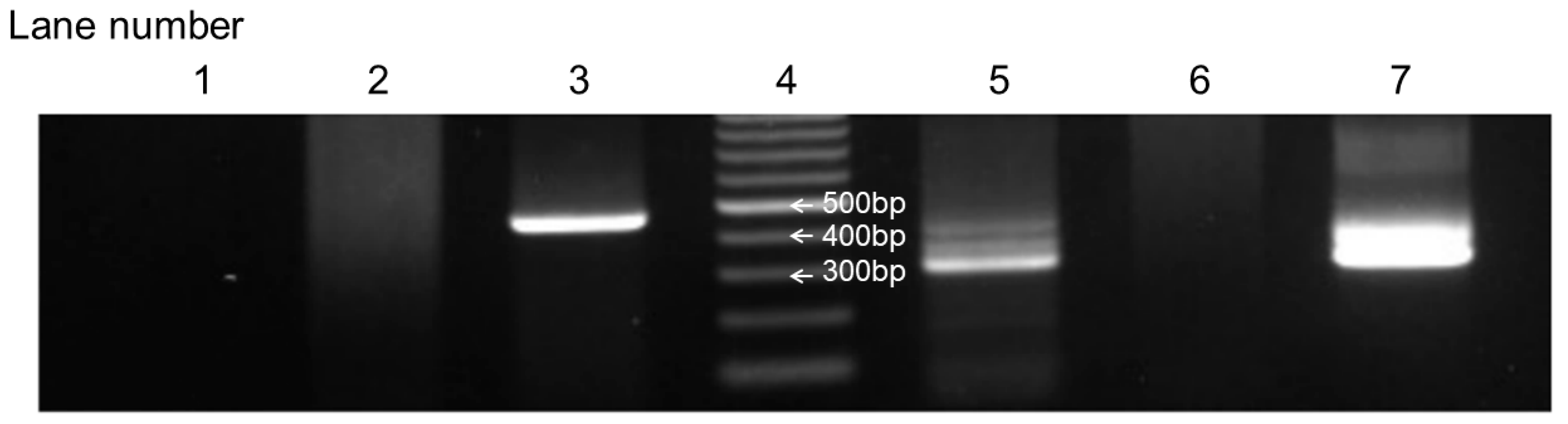 Microorganisms 13 00601 g002
