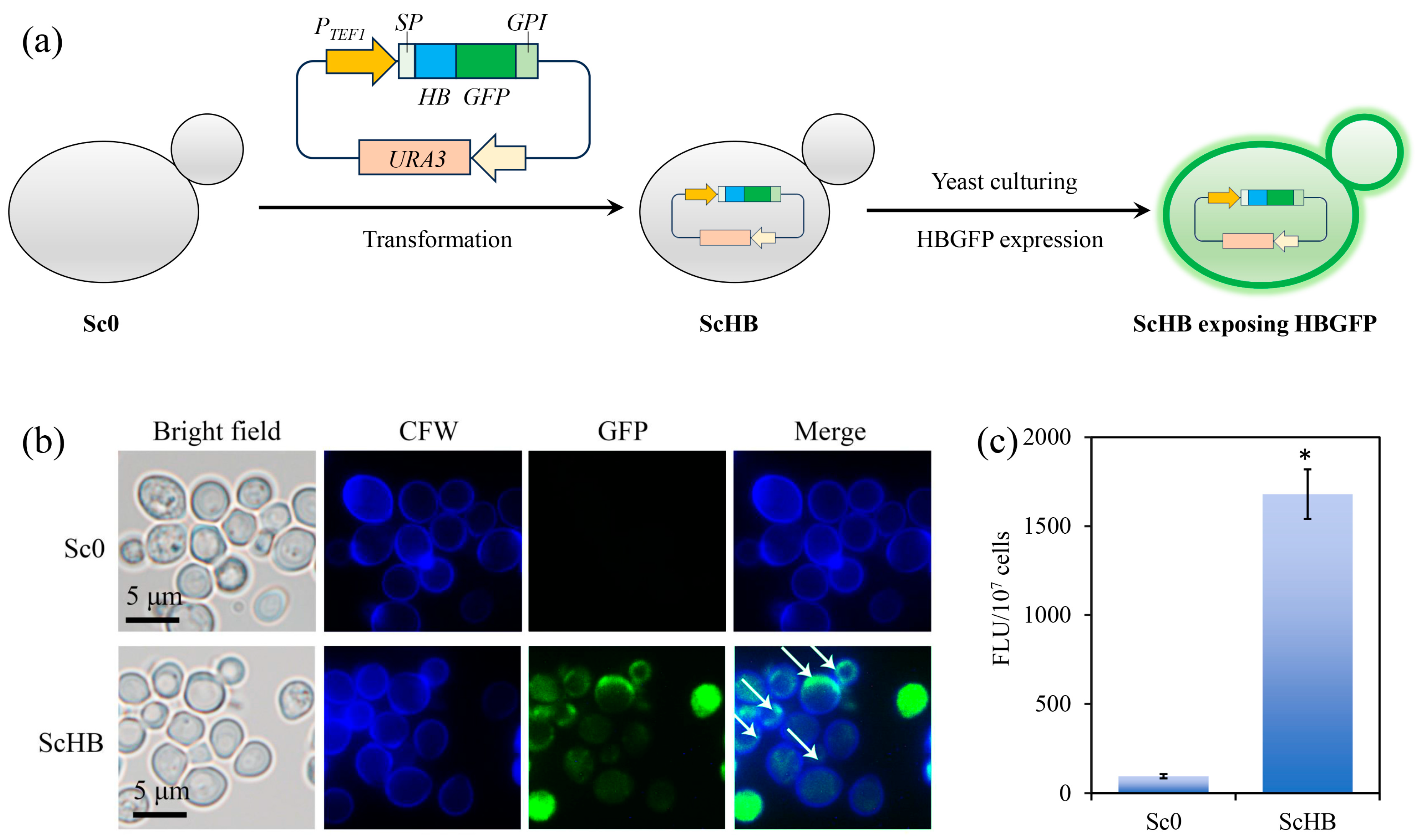 Microorganisms 13 00612 g001