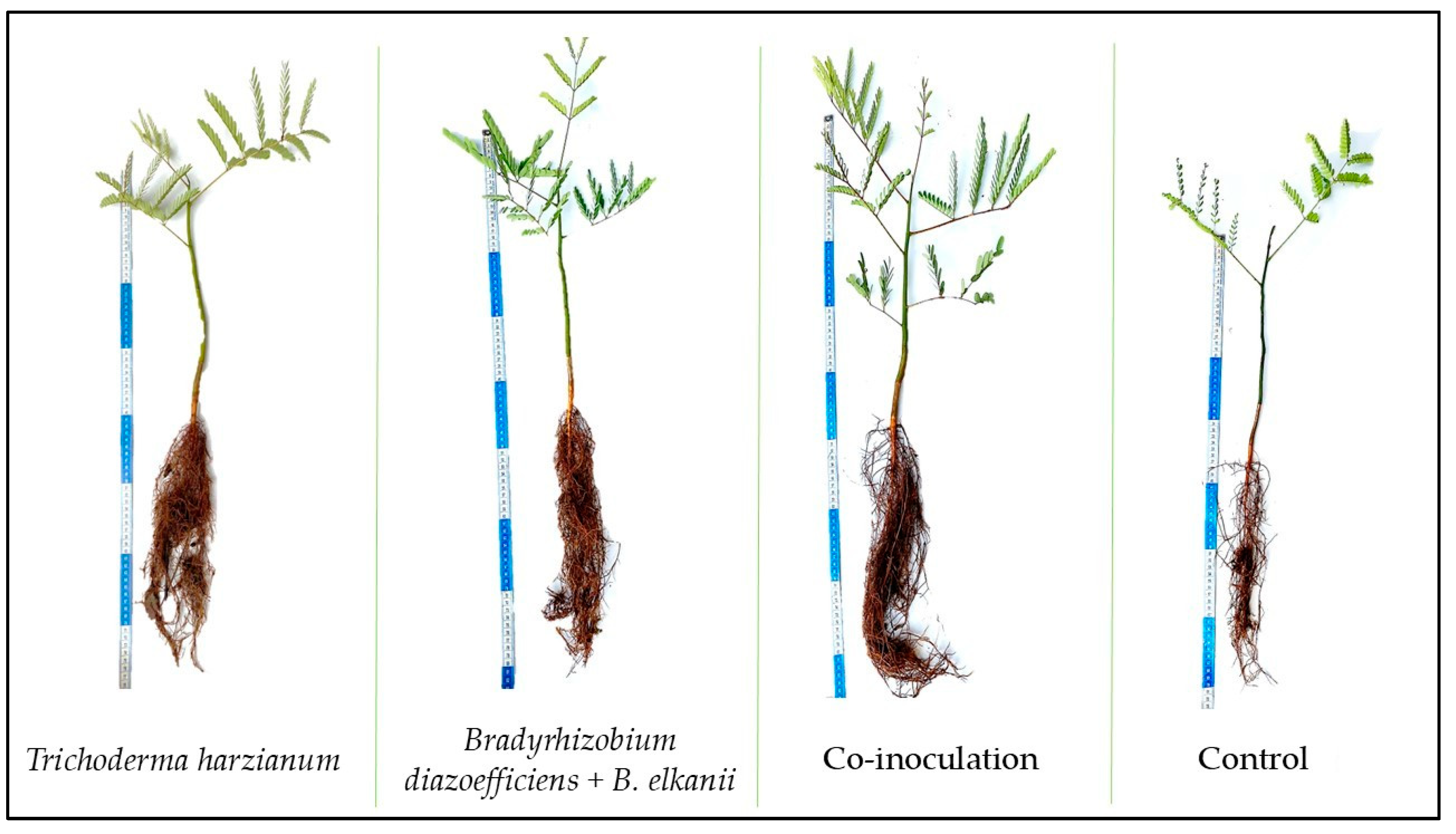 Microorganisms 13 00630 g001
