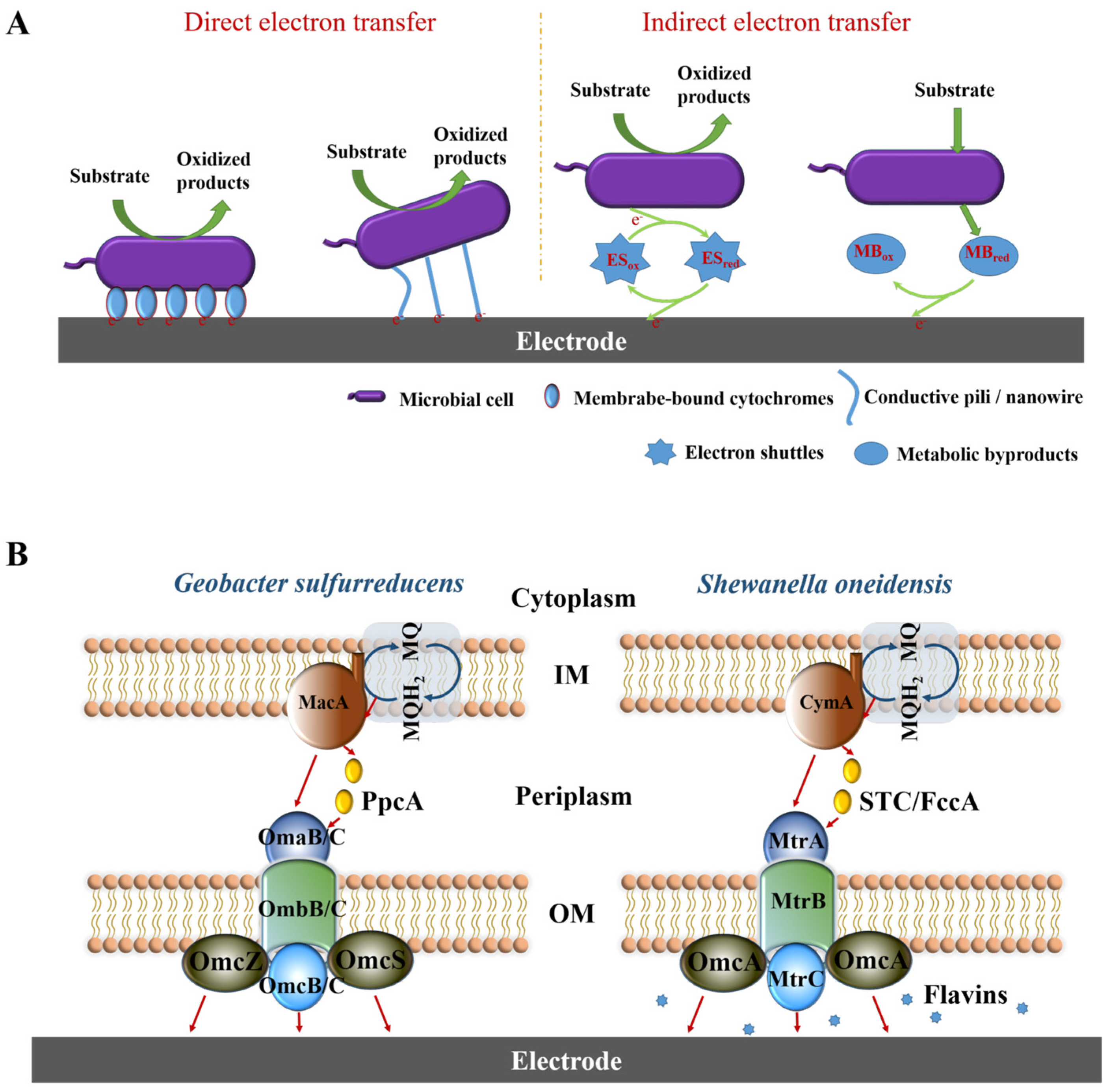 Microorganisms 13 00631 g003