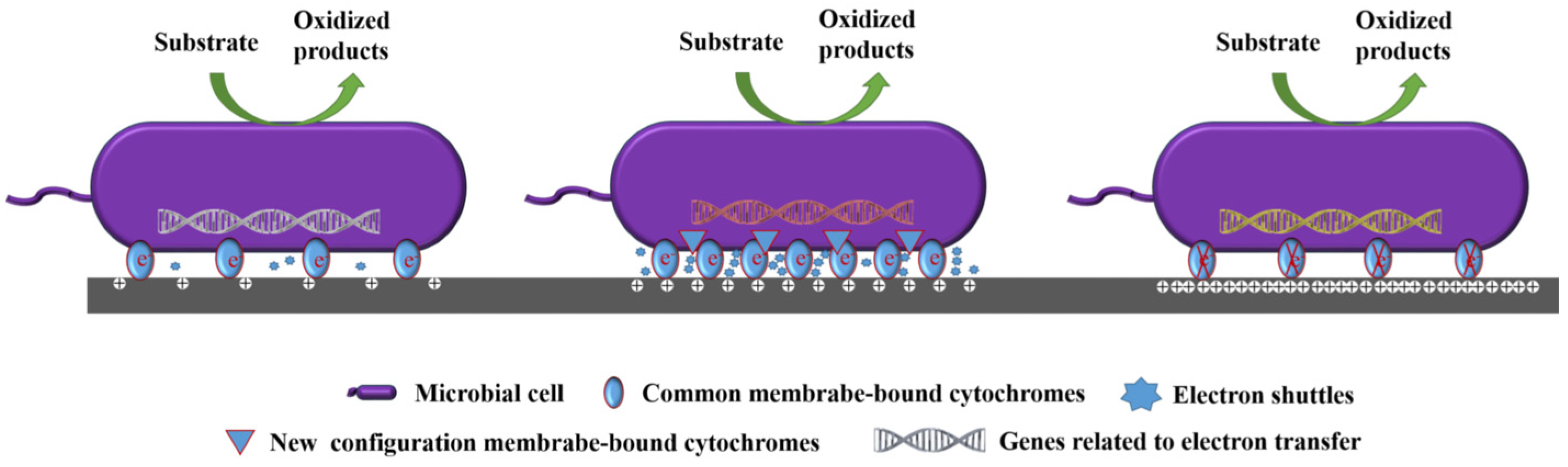 Microorganisms 13 00631 g004