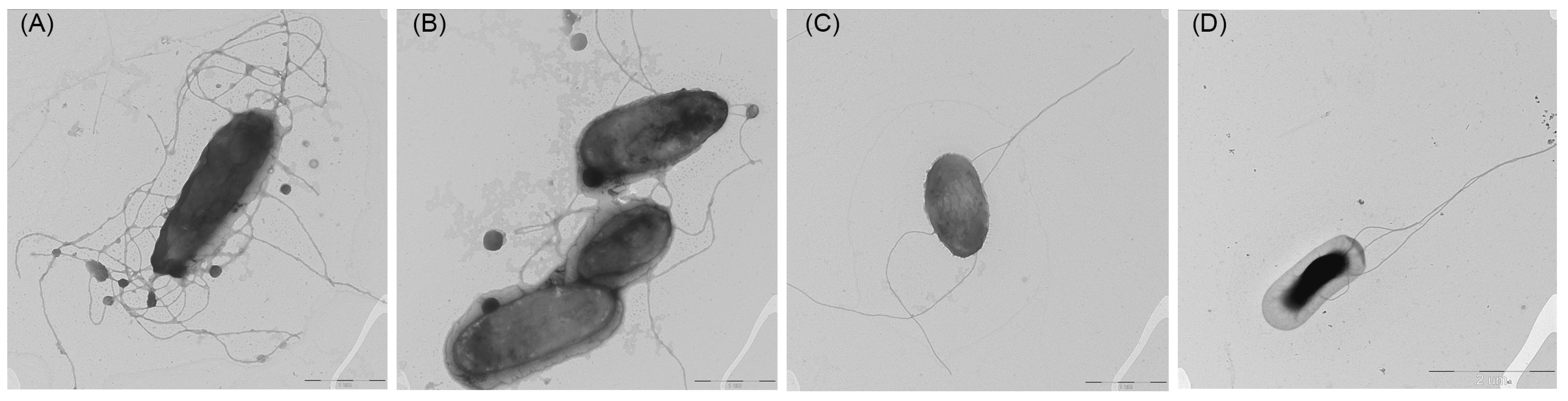 Microorganisms 13 00638 g006