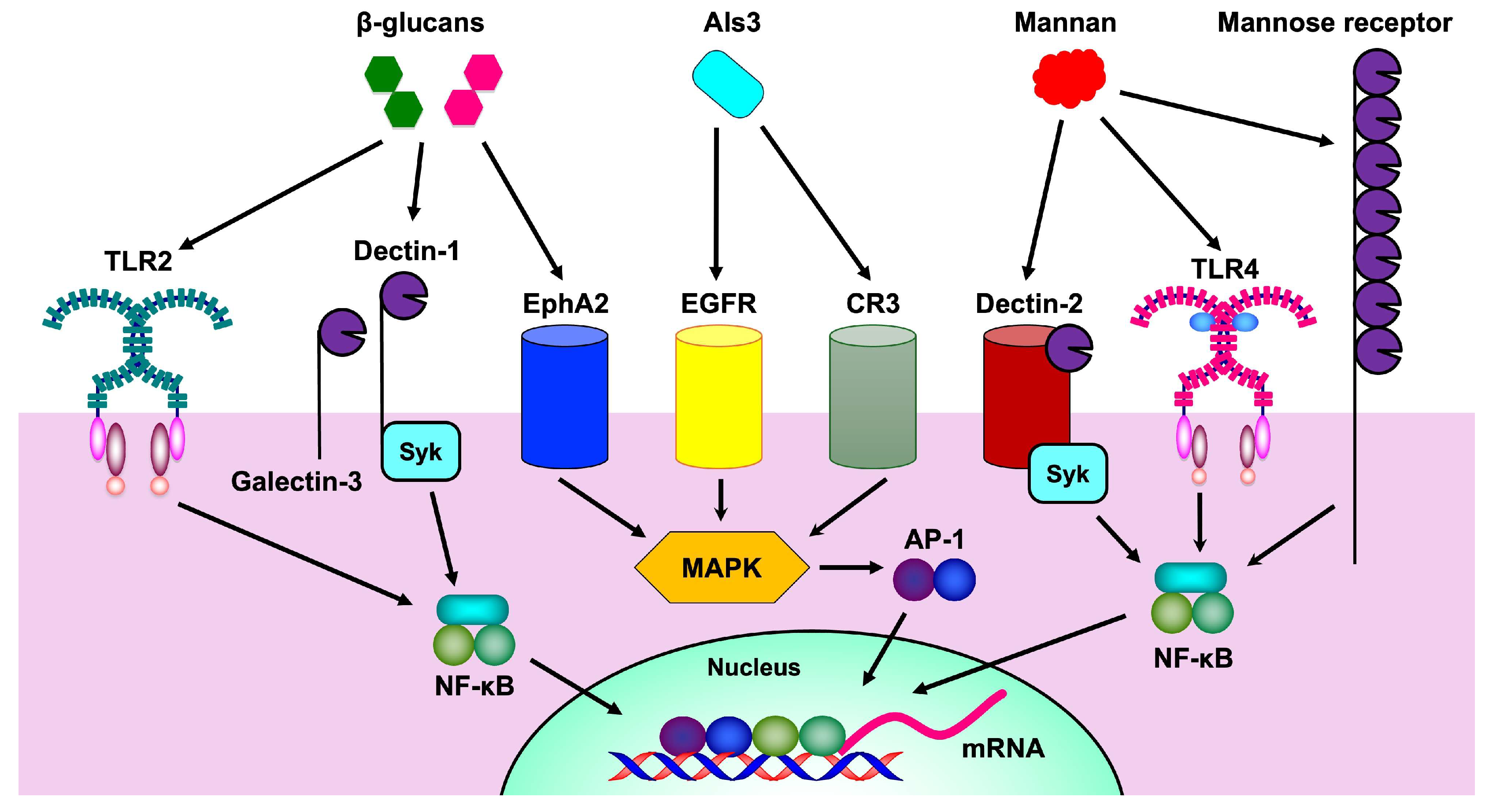 Microorganisms 13 00717 g002 Microorganisms 13 00717 g002