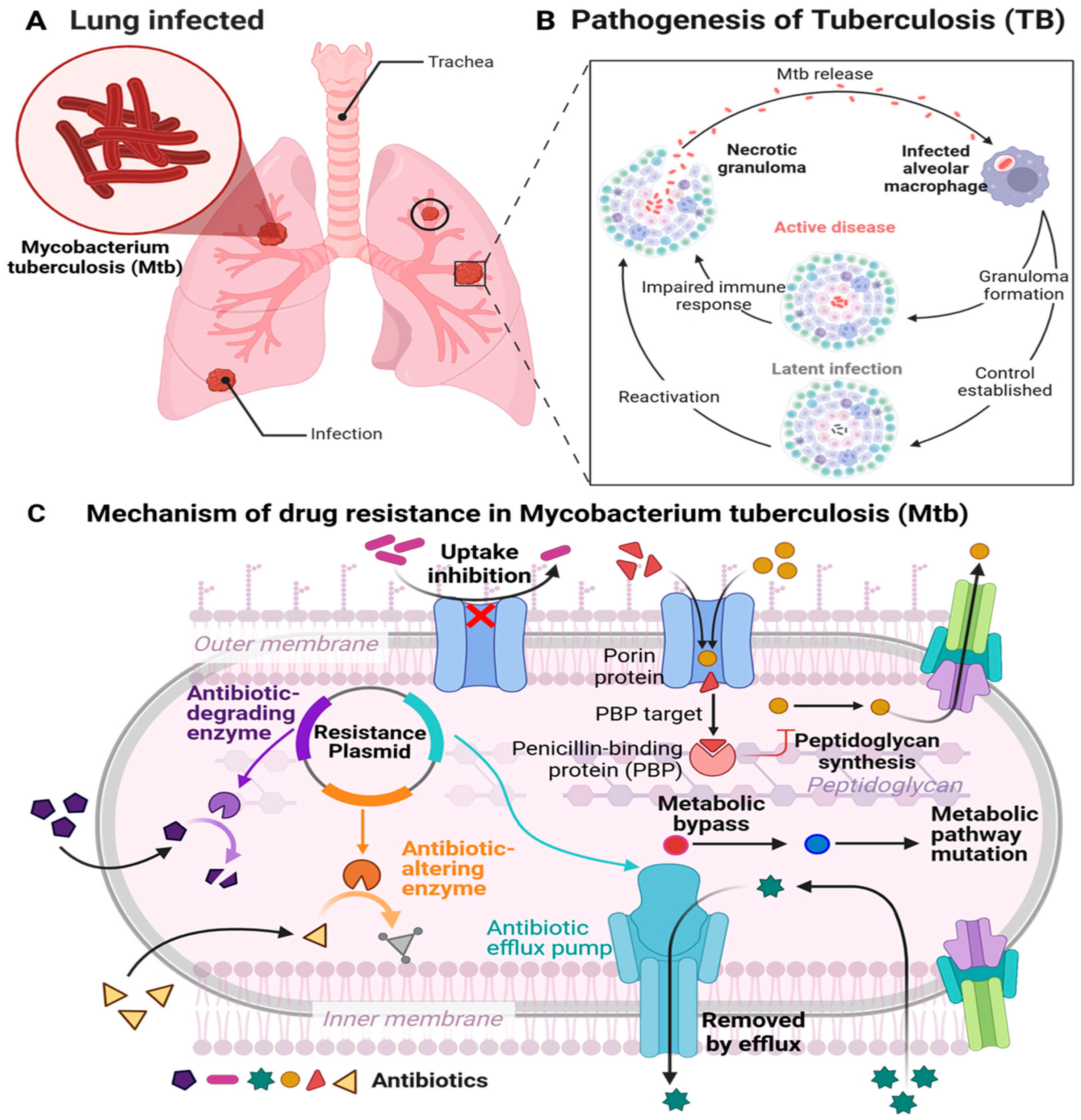 Microorganisms 13 00722 g001