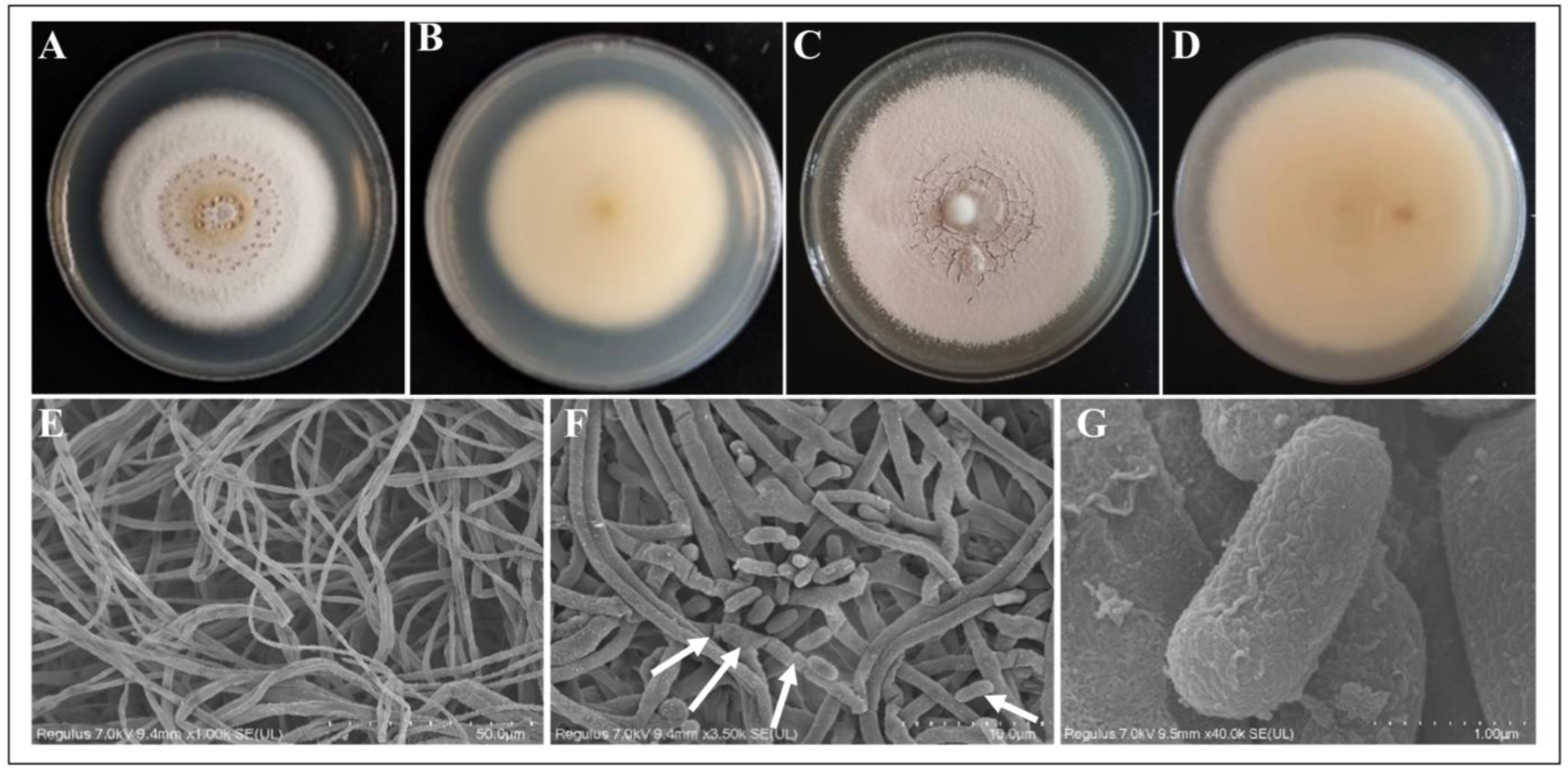 Microorganisms 13 00782 g002