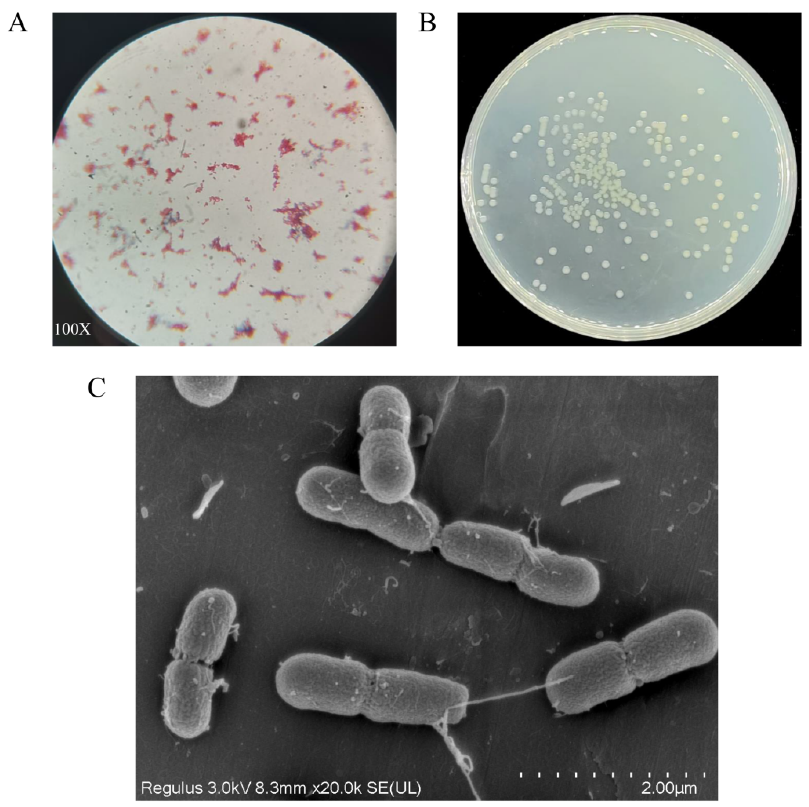 Microorganisms 13 00802 g001