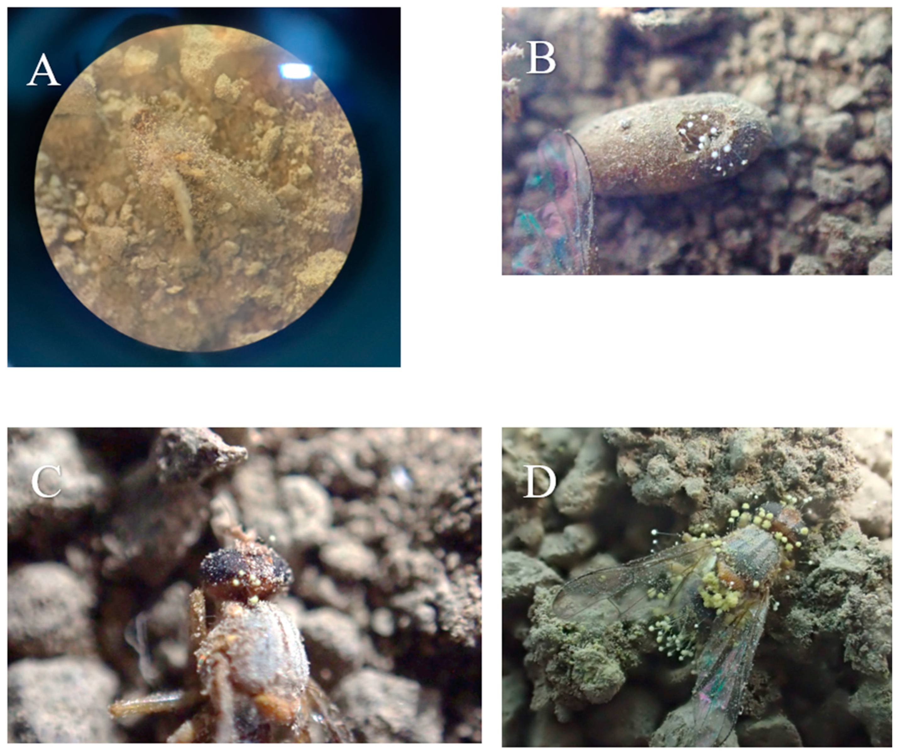 Microorganisms 13 00811 g004