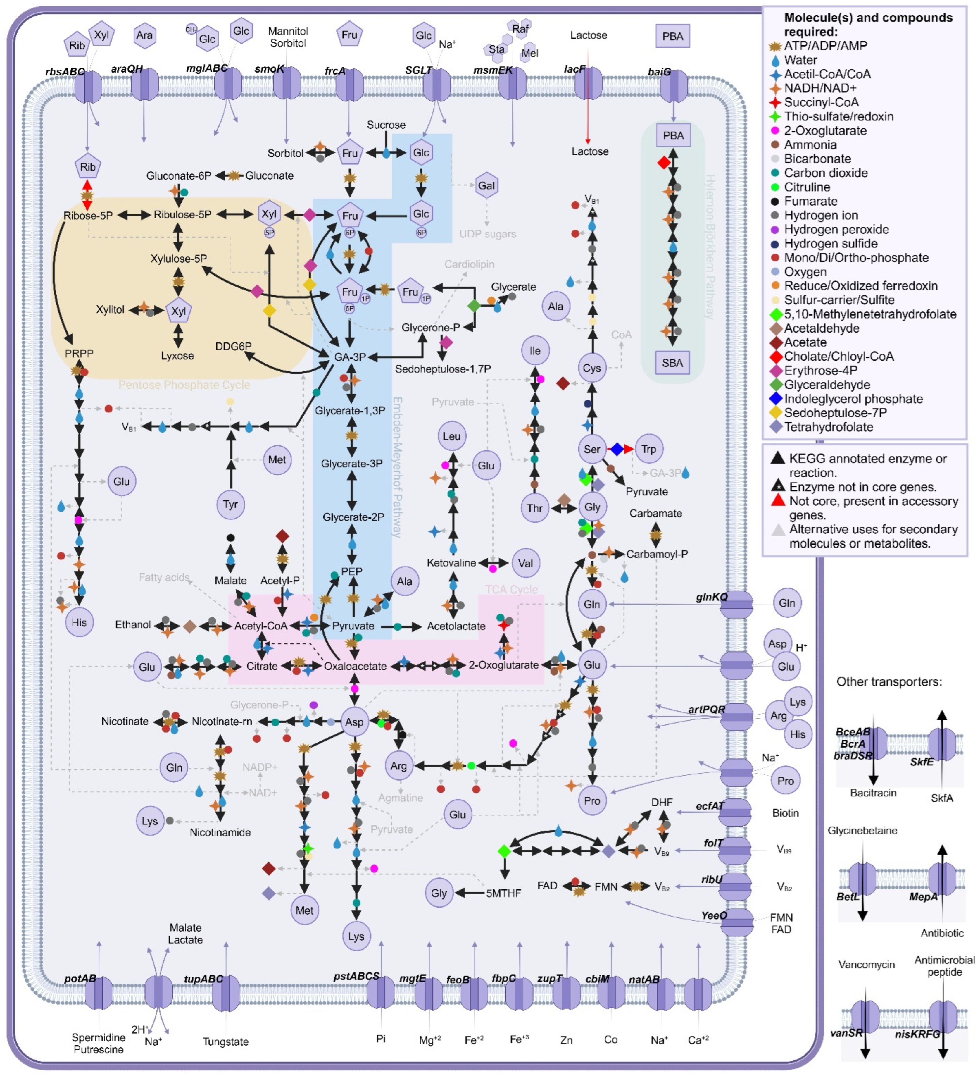 Microorganisms 13 00857 g008