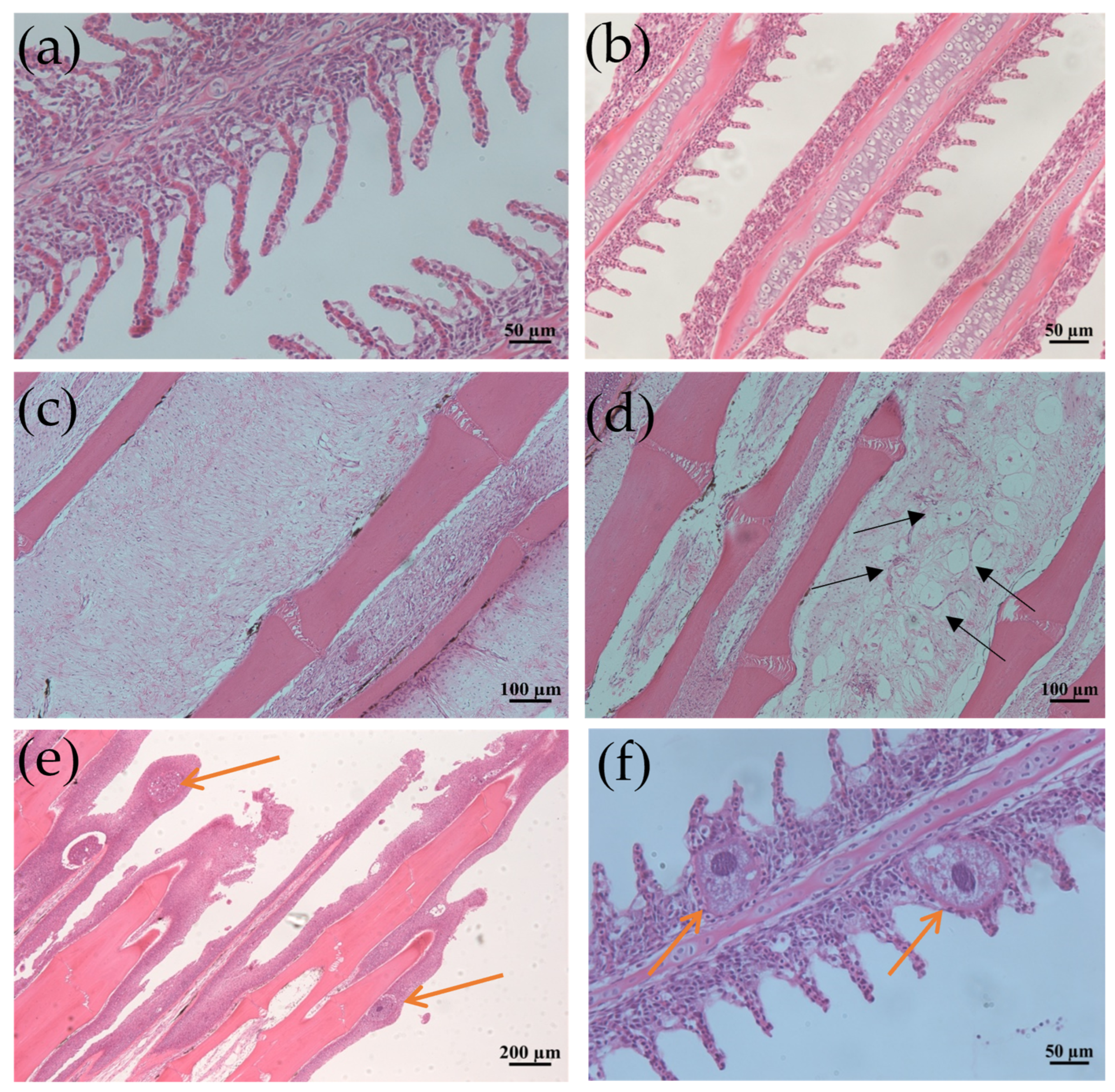 Microorganisms 13 00872 g001