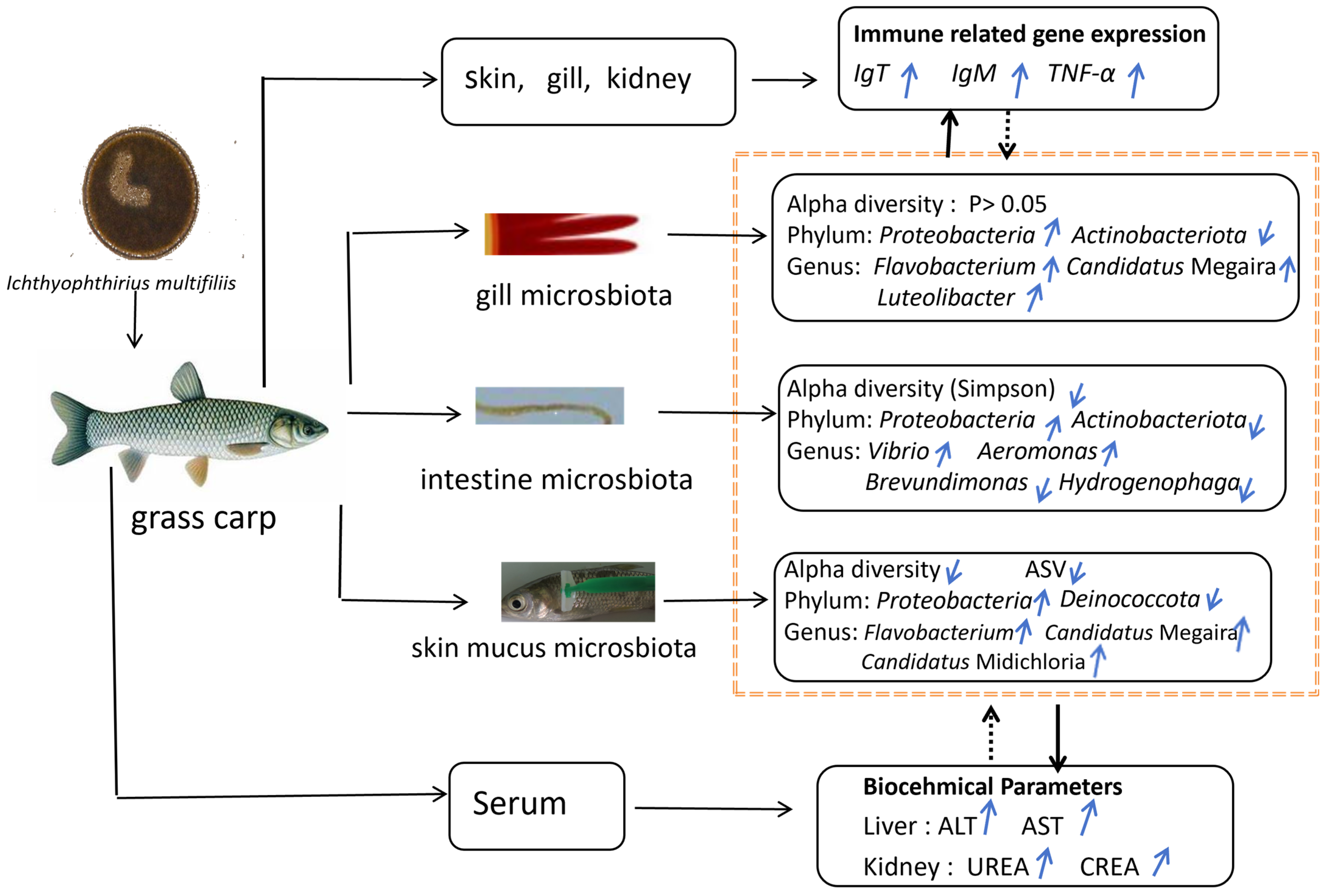 Microorganisms 13 00872 g009