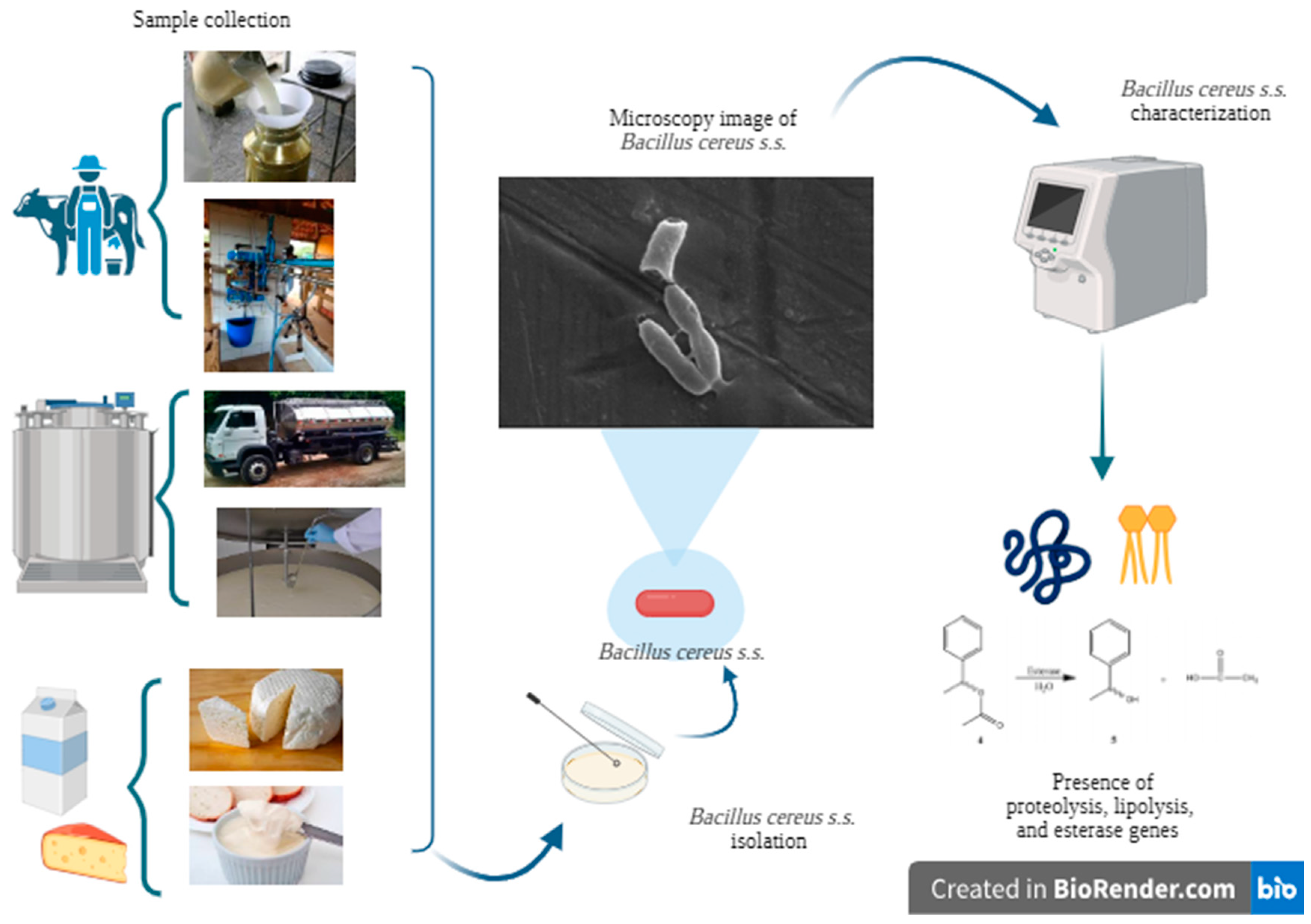 Microorganisms 13 00889 g001 Microorganisms 13 00889 g001