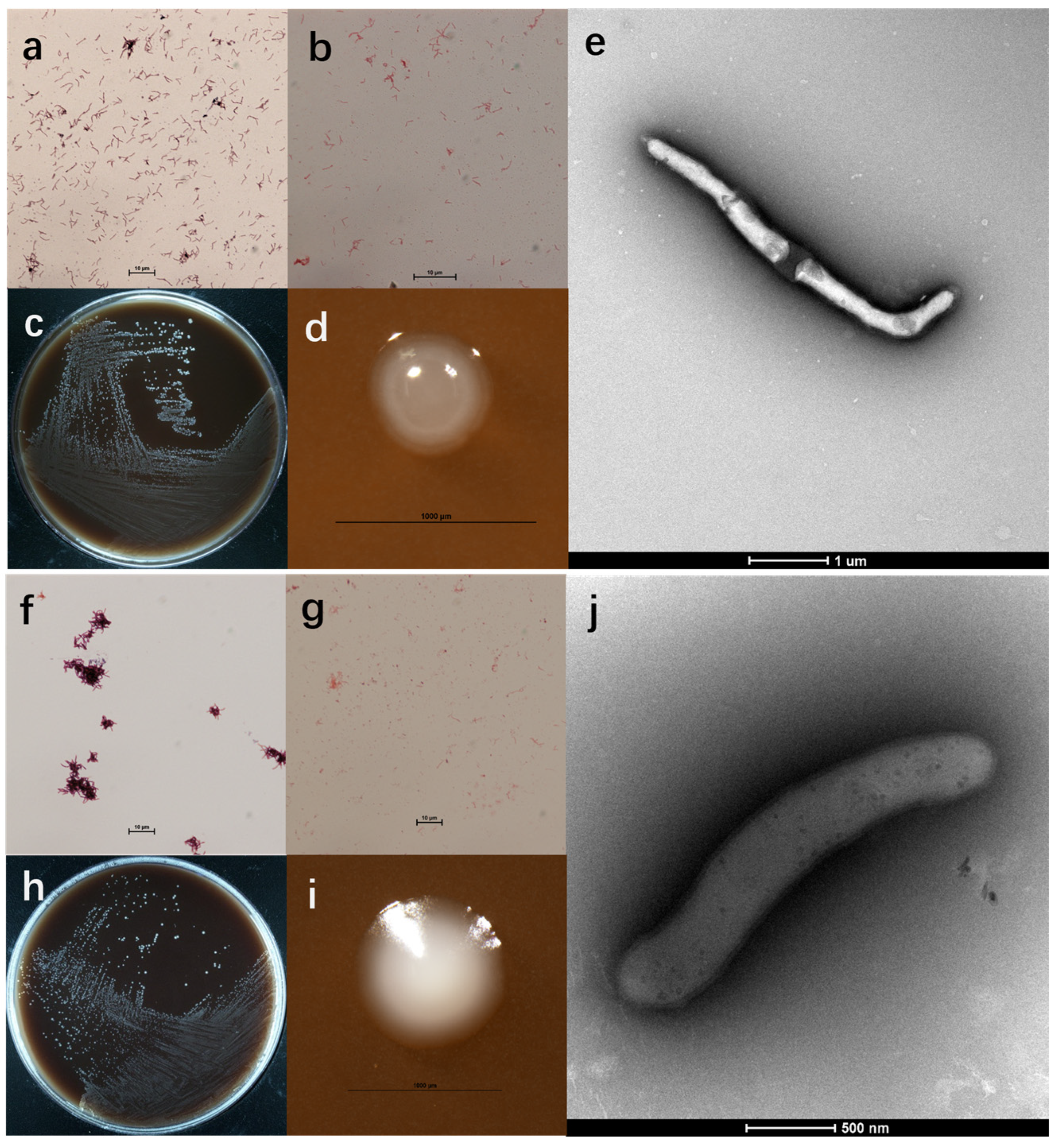 Microorganisms 13 00916 g001