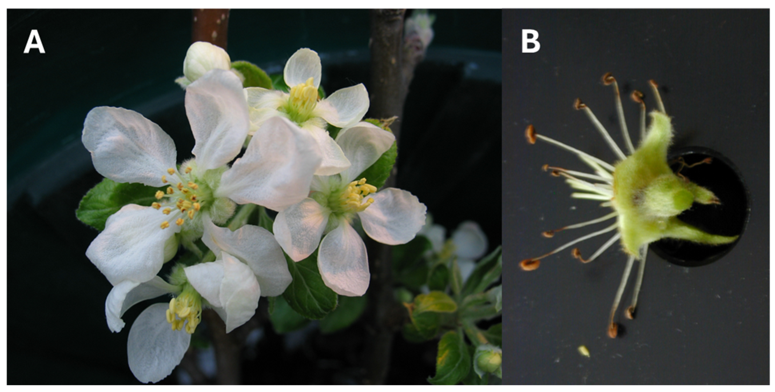 Microorganisms 13 00923 g001