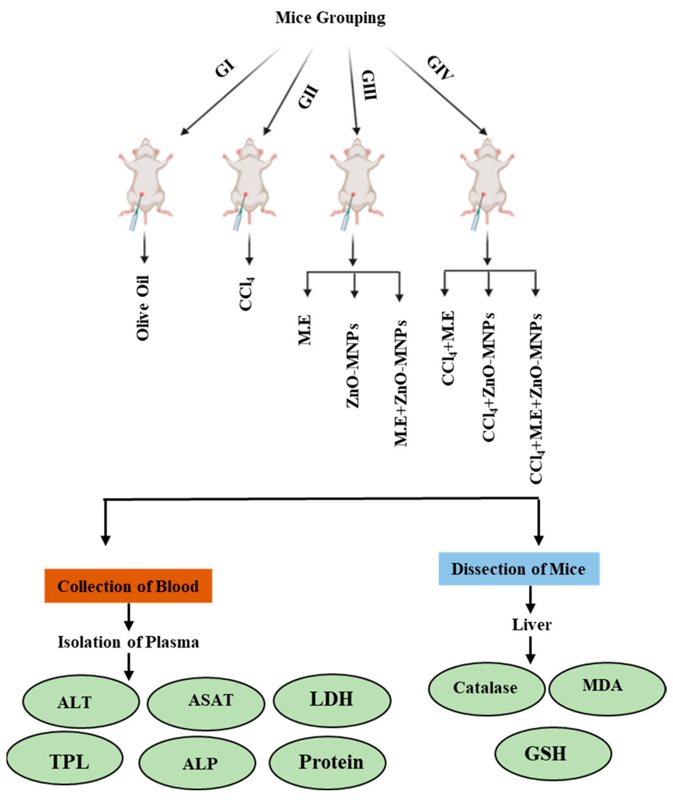 Microorganisms 13 00956 g002