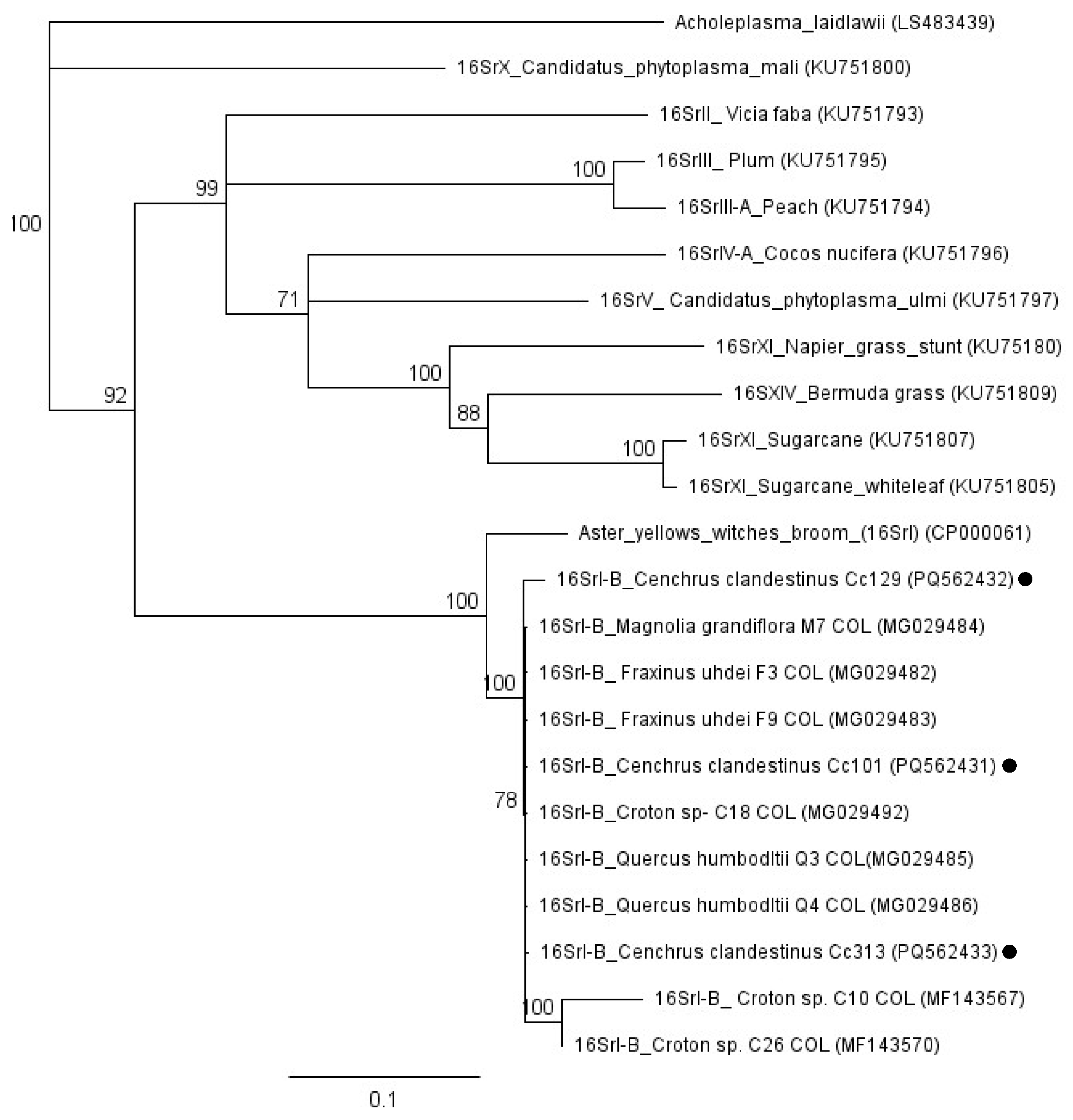 Microorganisms 13 00967 g005