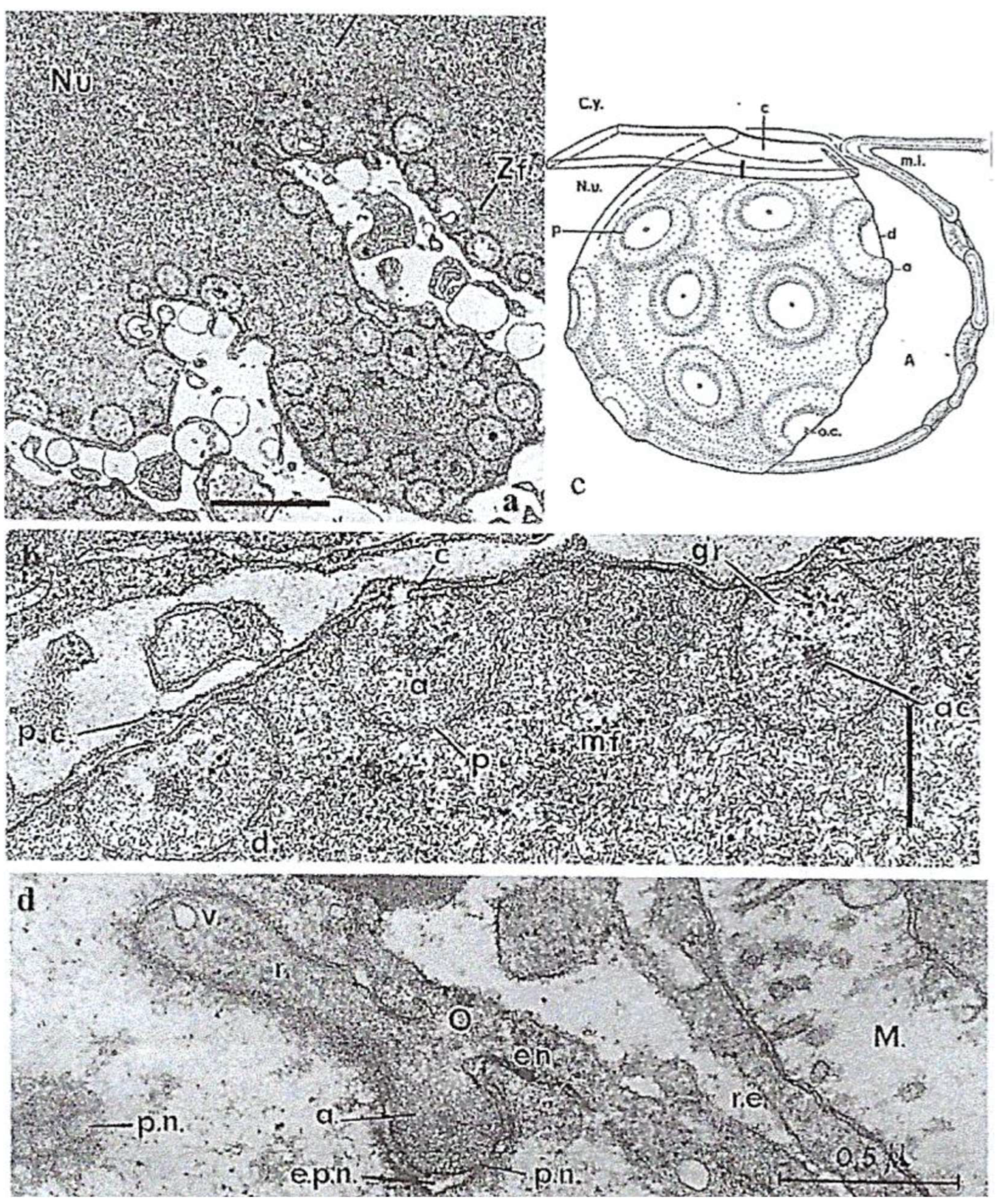 Microorganisms 13 00969 g007