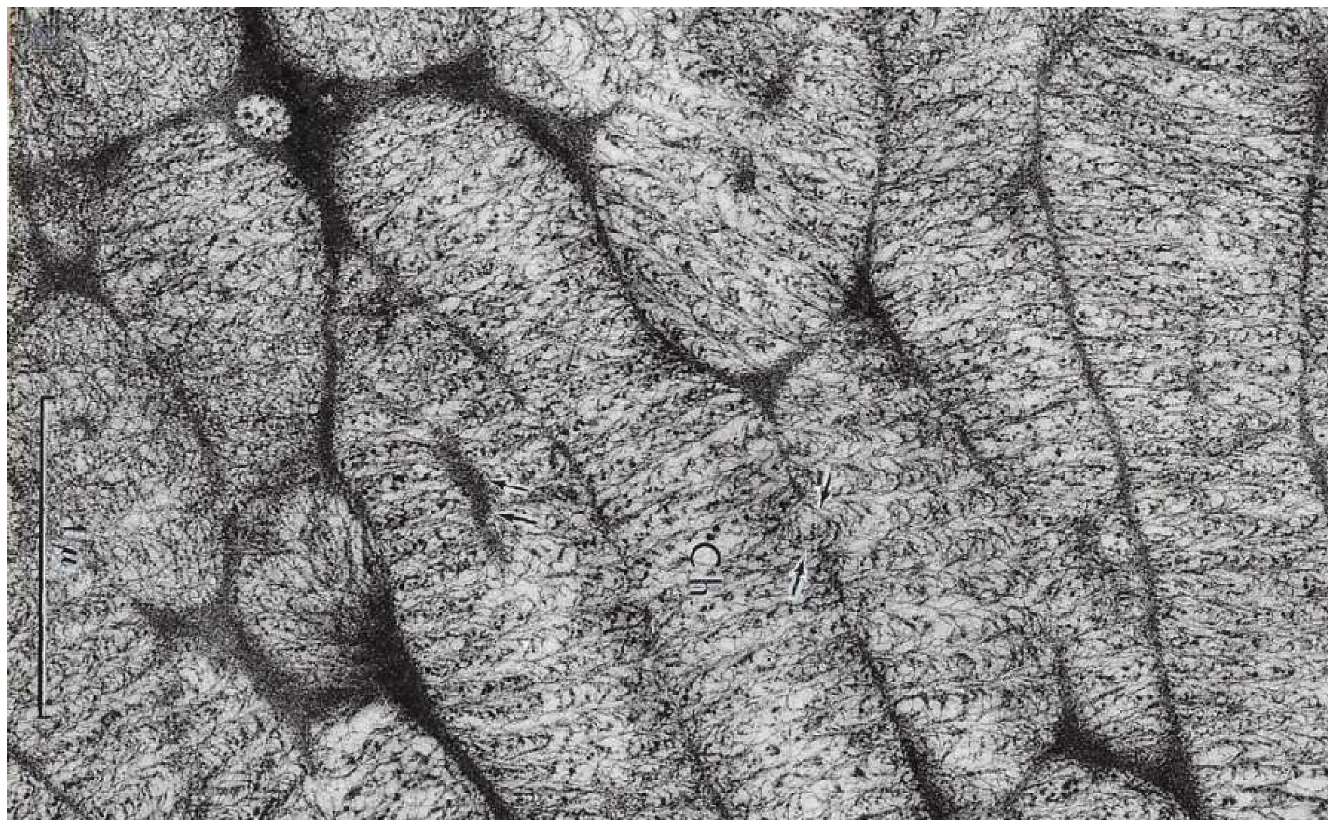 Microorganisms 13 00969 g009