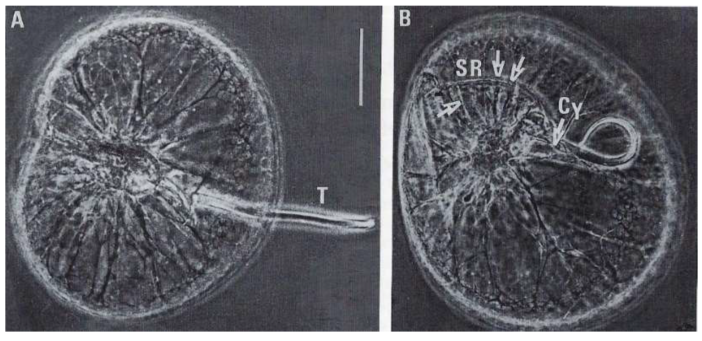 Microorganisms 13 00969 g010