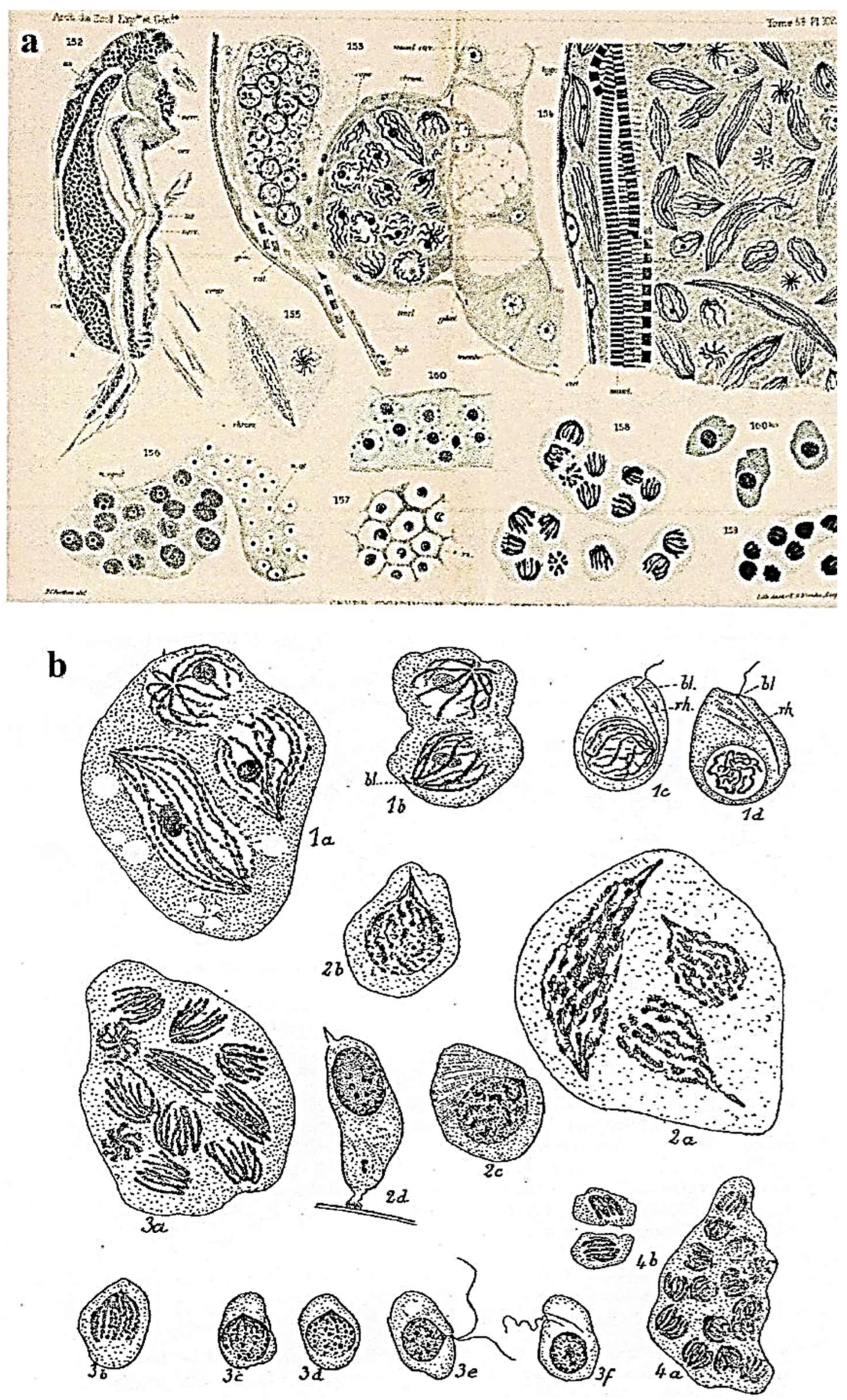 Microorganisms 13 00969 g016