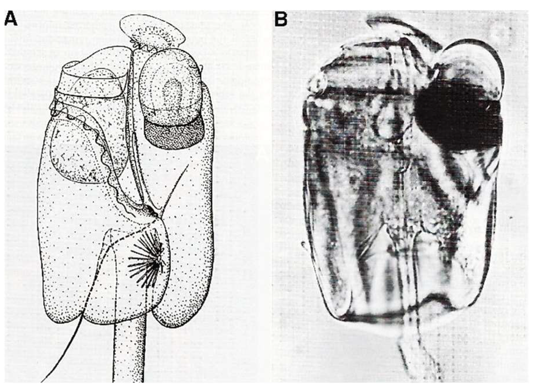 Microorganisms 13 00969 g021