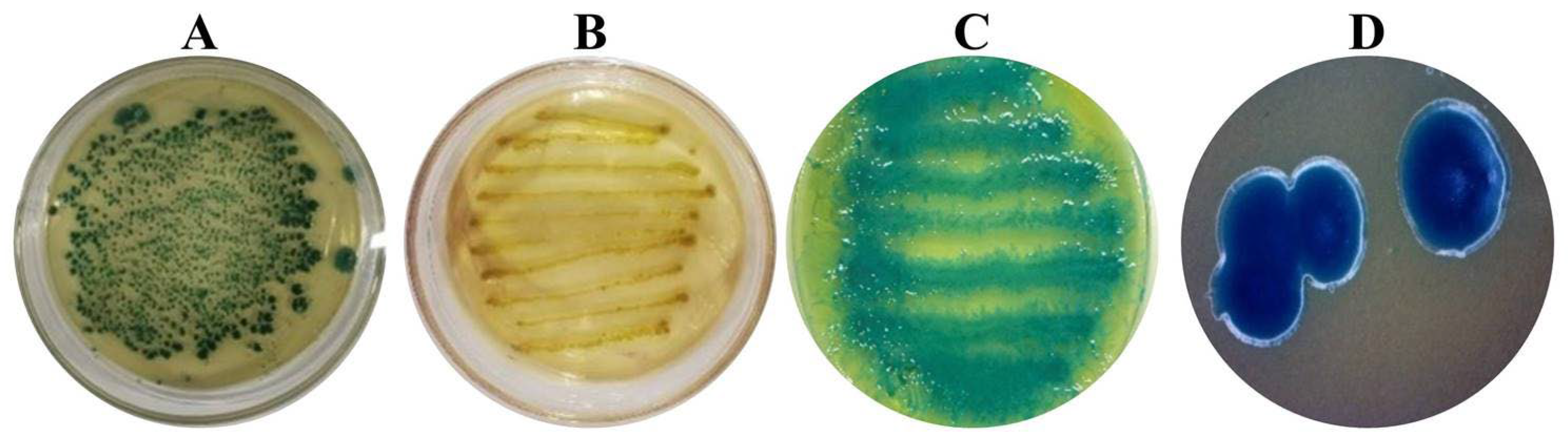 Microorganisms 13 00971 g002