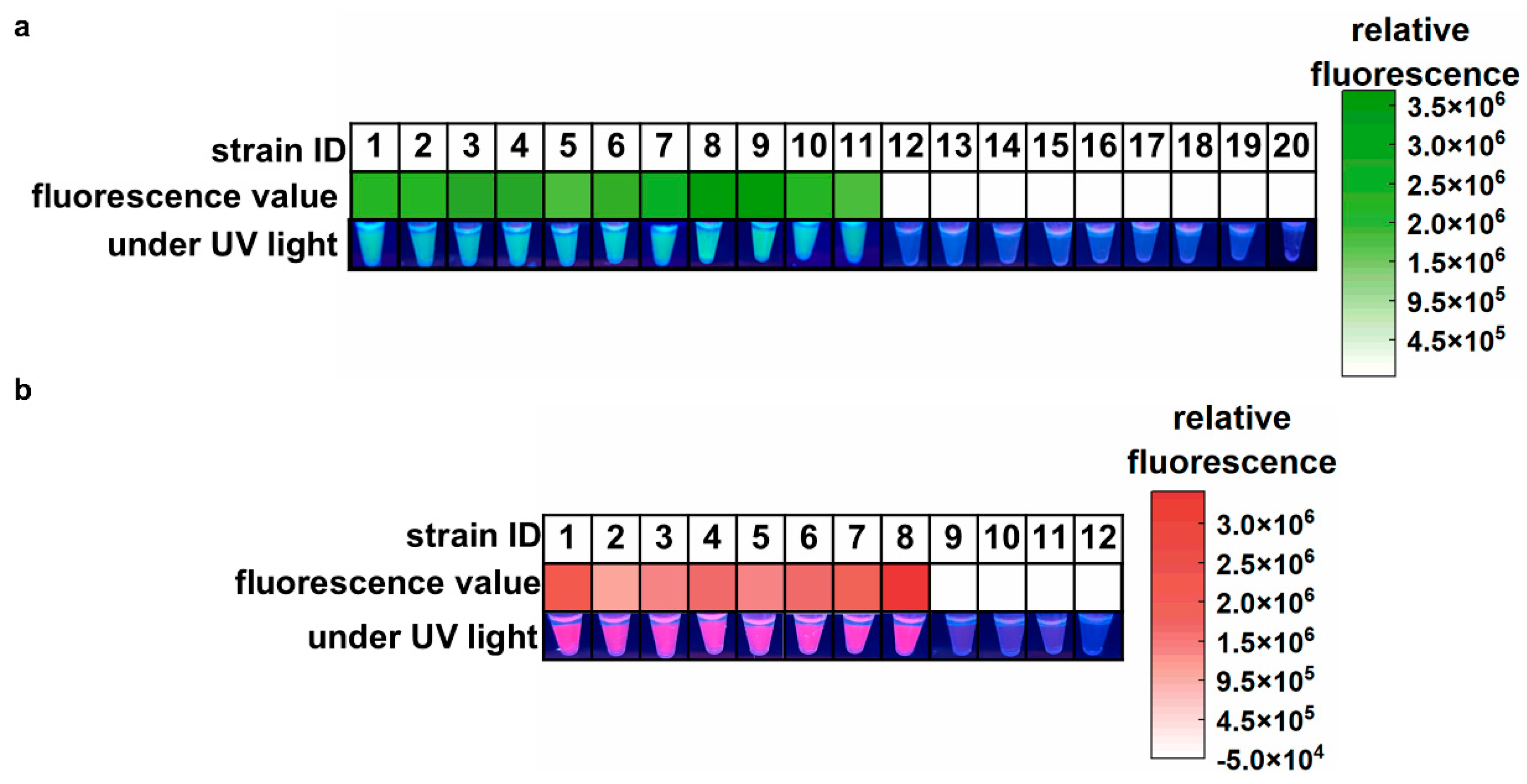 Microorganisms 13 00976 g003