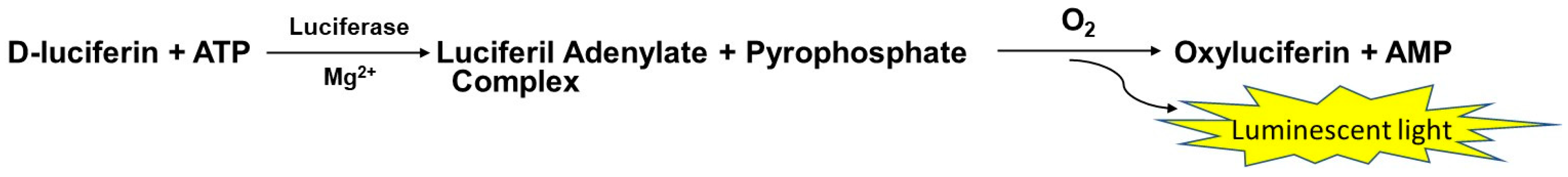 Microorganisms 13 00981 g003