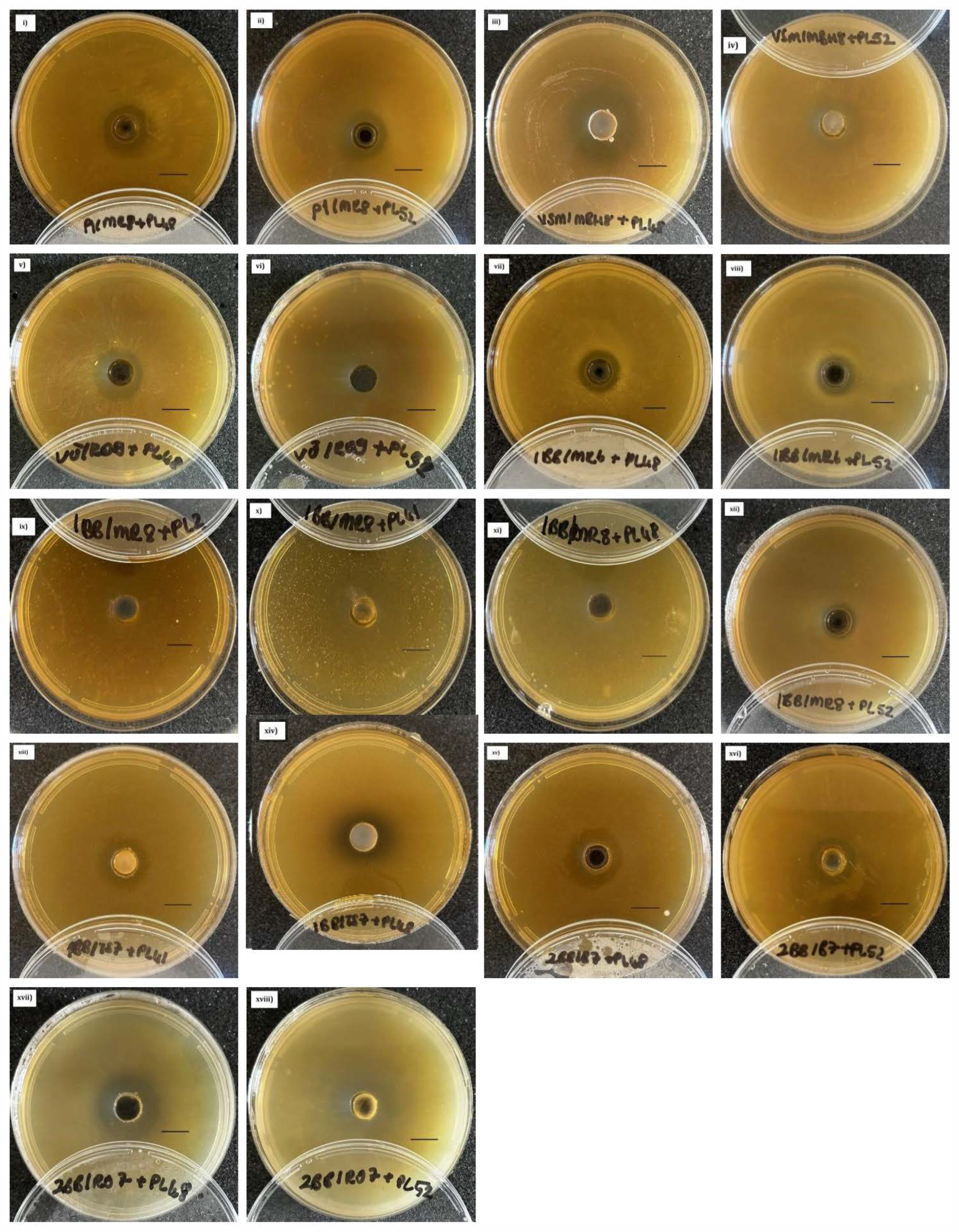 Microorganisms 13 01159 g001