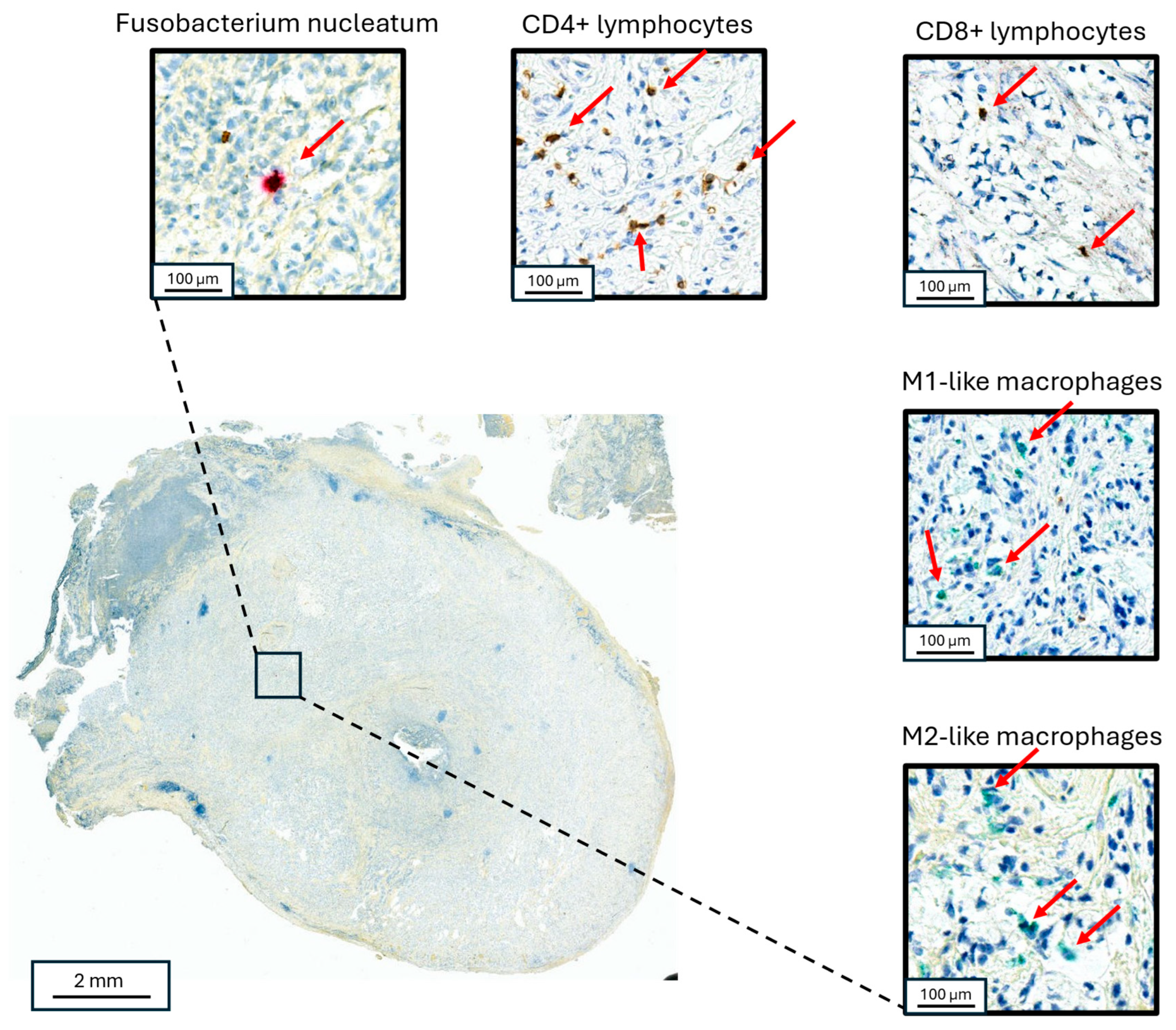 Microorganisms 13 01644 g002