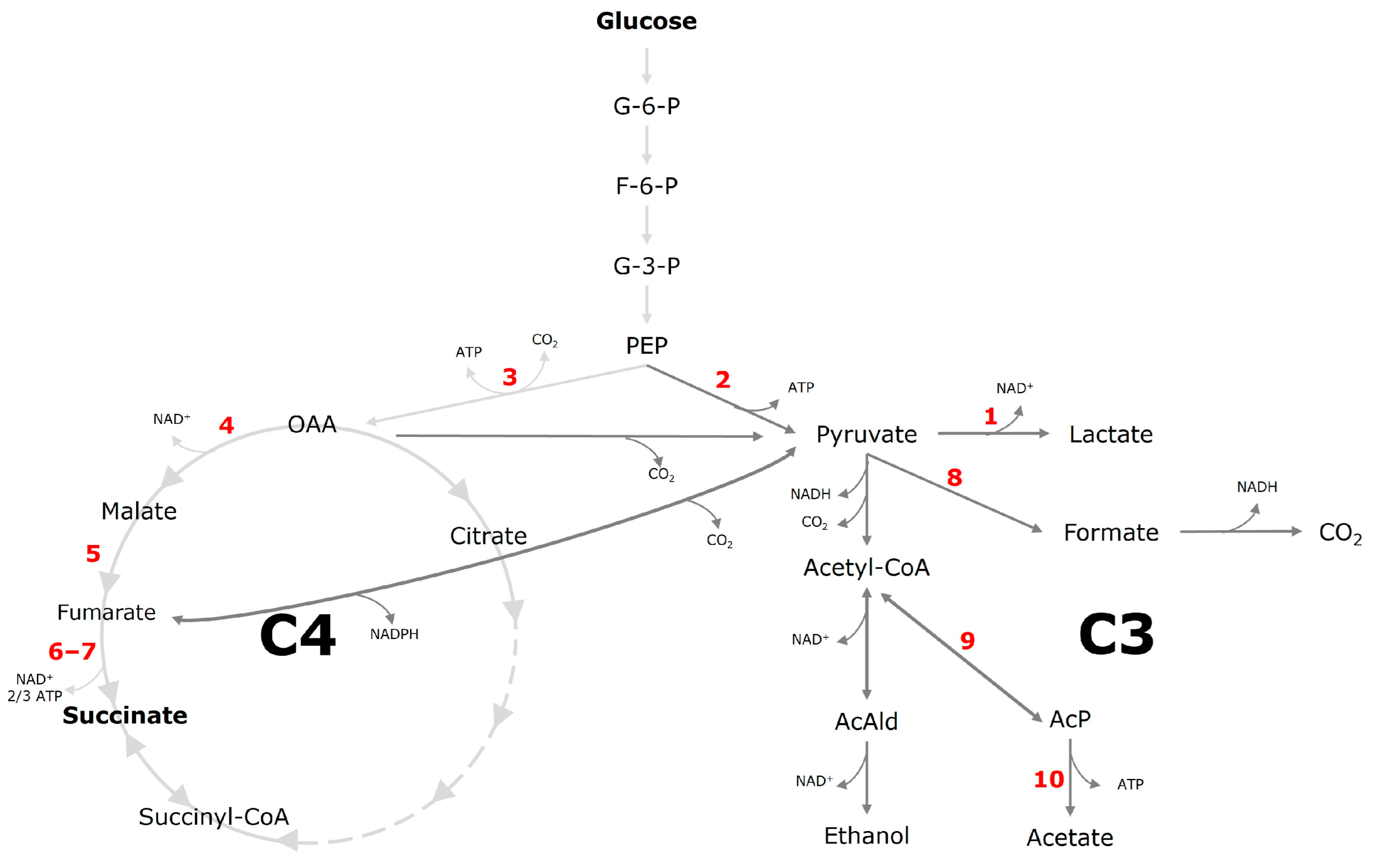 Microorganisms 13 01720 g007