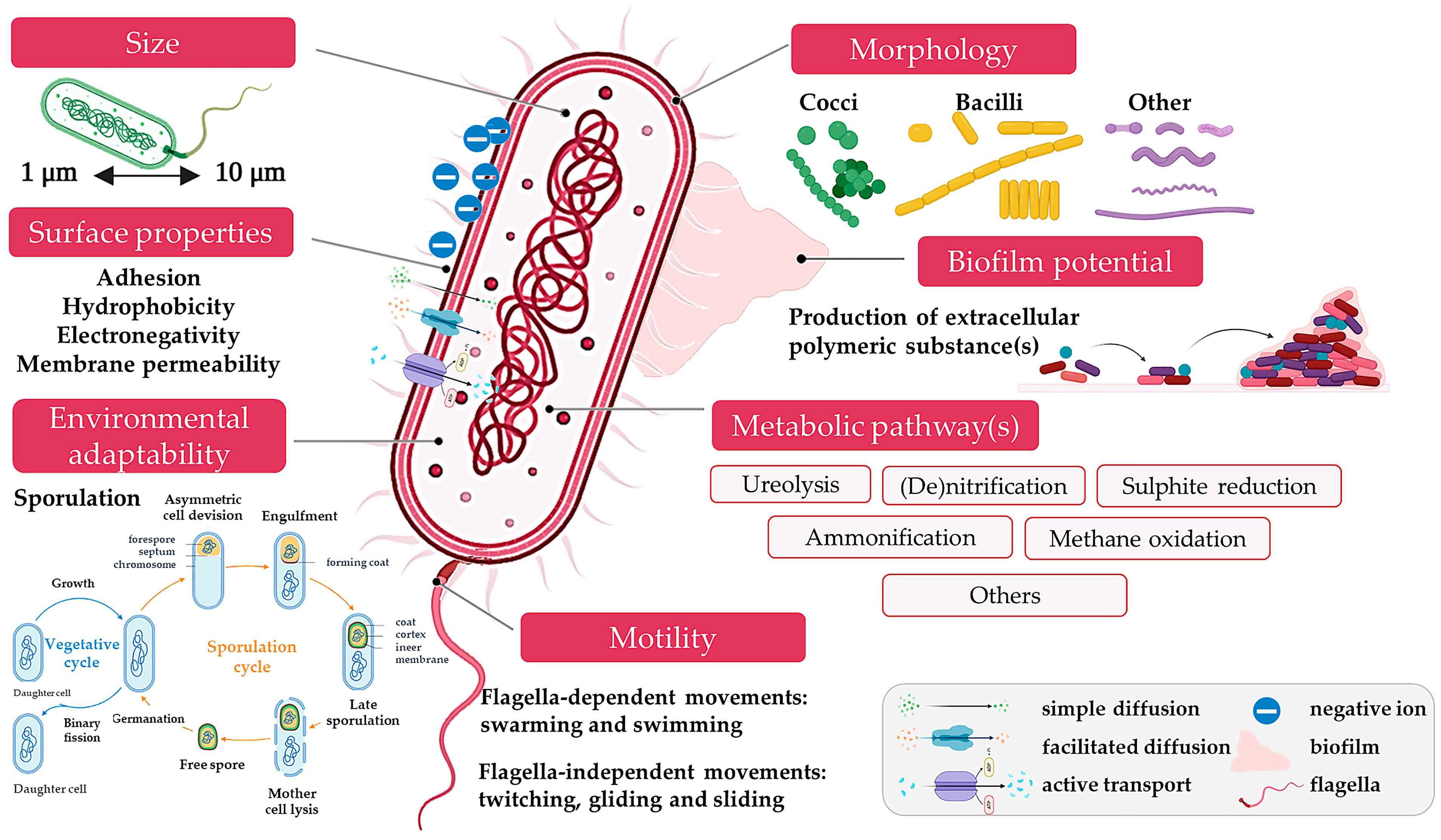 Microorganisms 13 02051 g003 Microorganisms 13 02051 g003