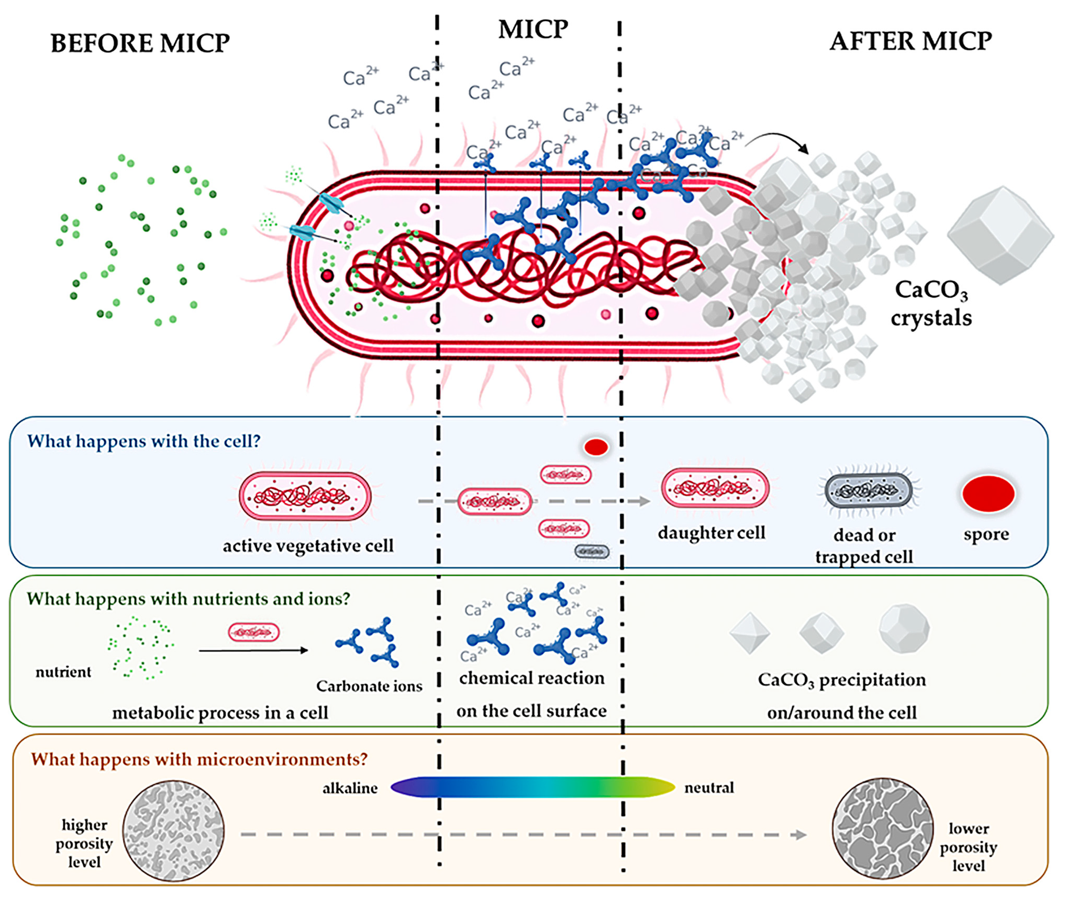 Microorganisms 13 02051 g004 Microorganisms 13 02051 g004