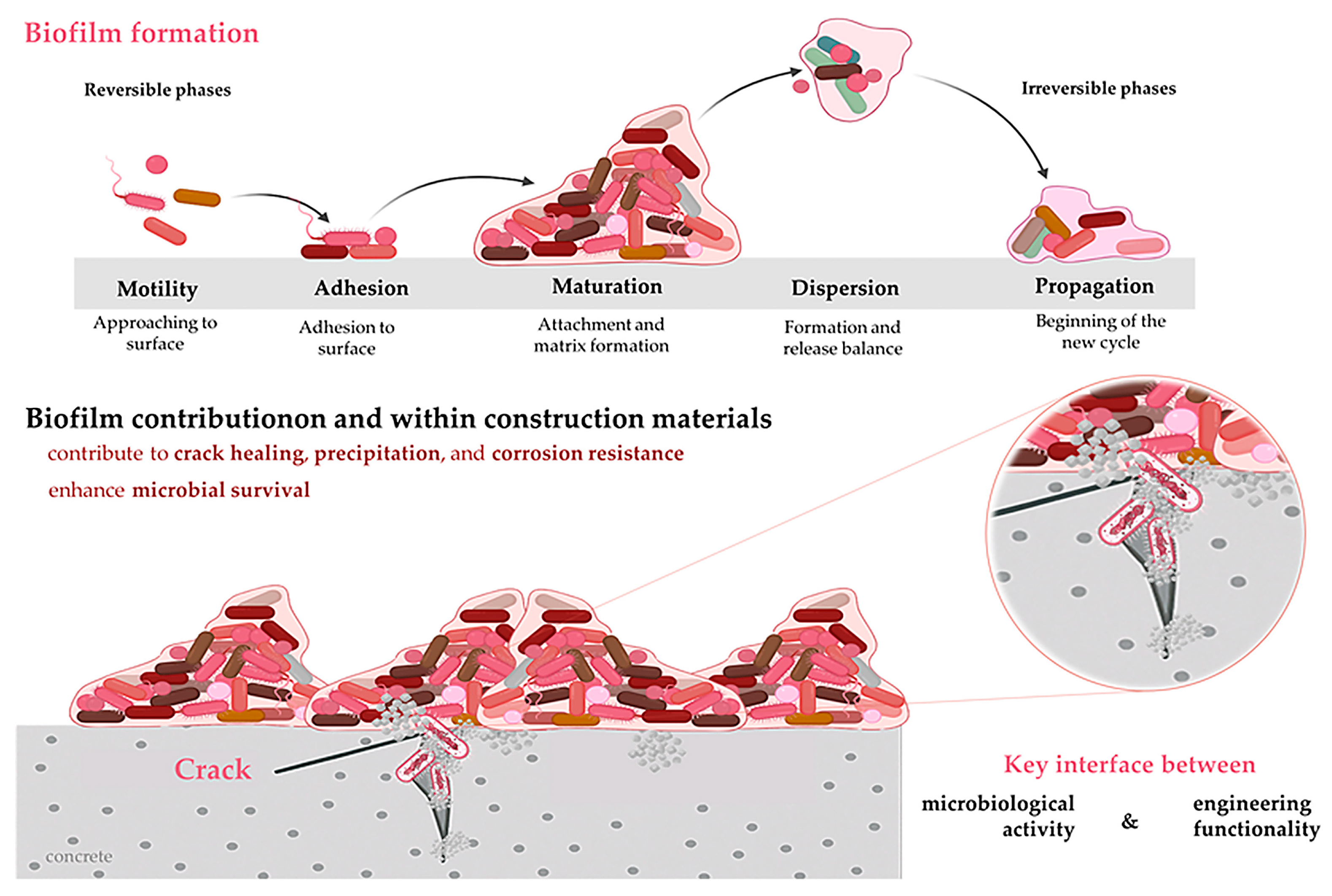 Microorganisms 13 02051 g006 Microorganisms 13 02051 g006