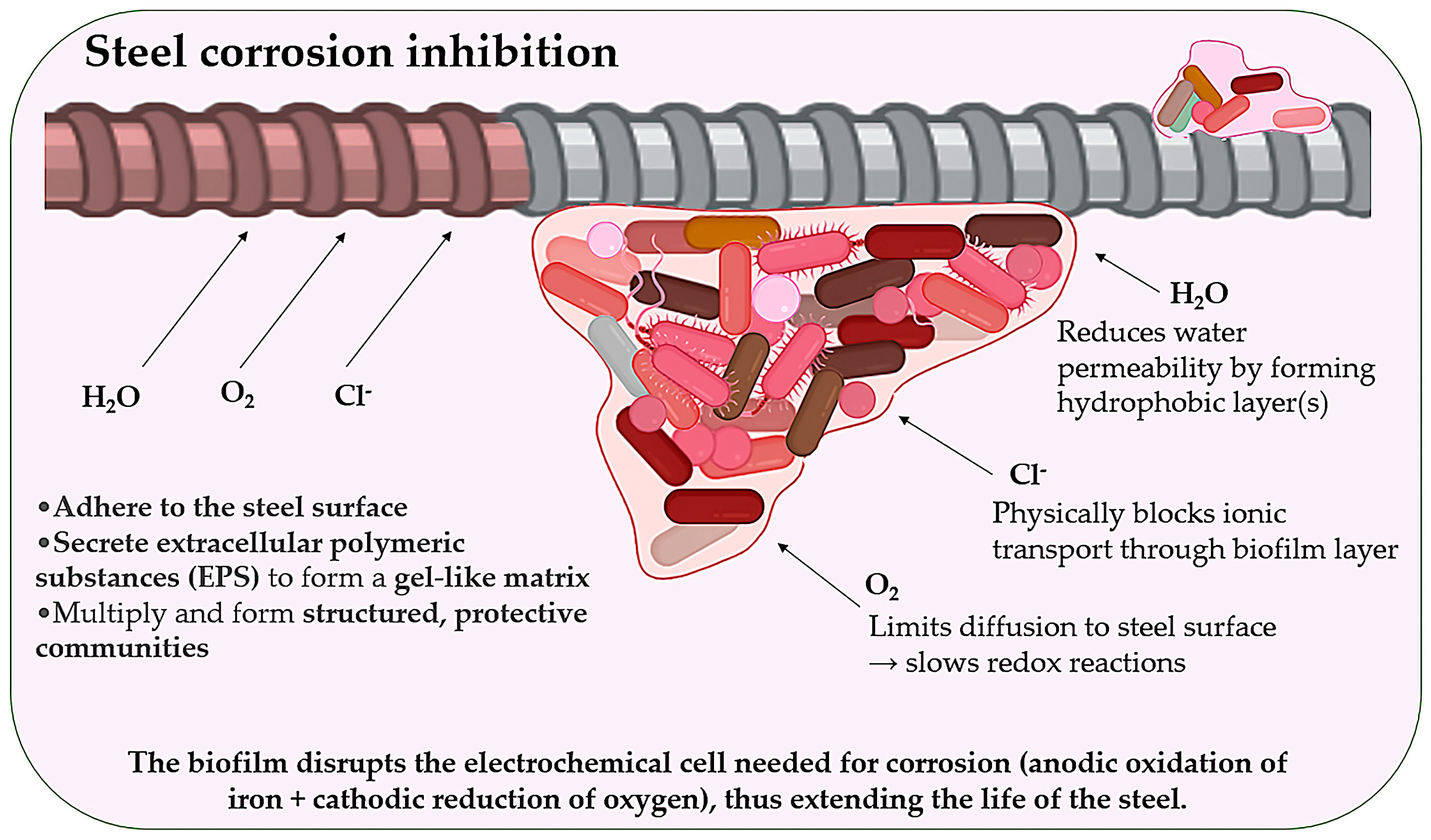 Microorganisms 13 02051 g008 Microorganisms 13 02051 g008