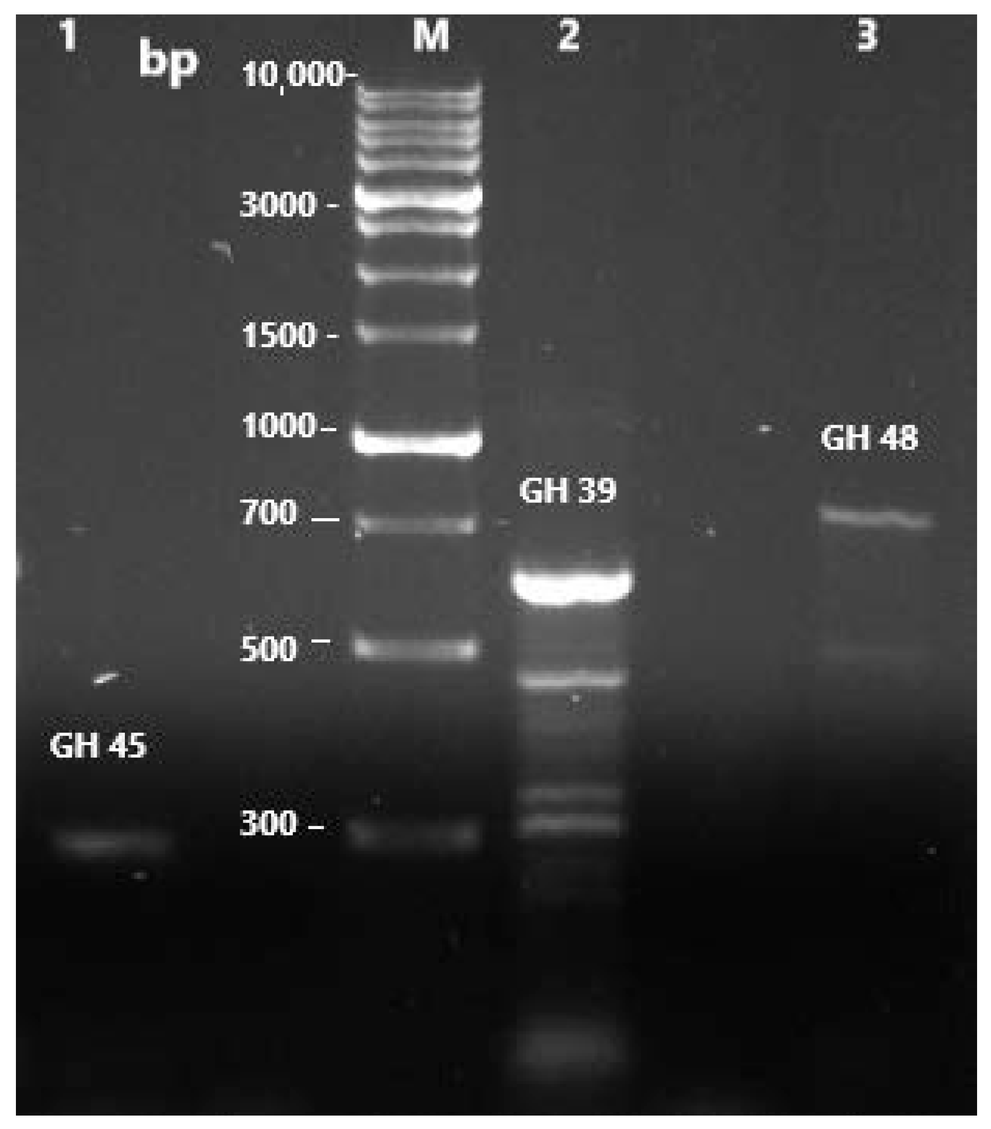 Microorganisms 13 02170 g007 Microorganisms 13 02170 g007
