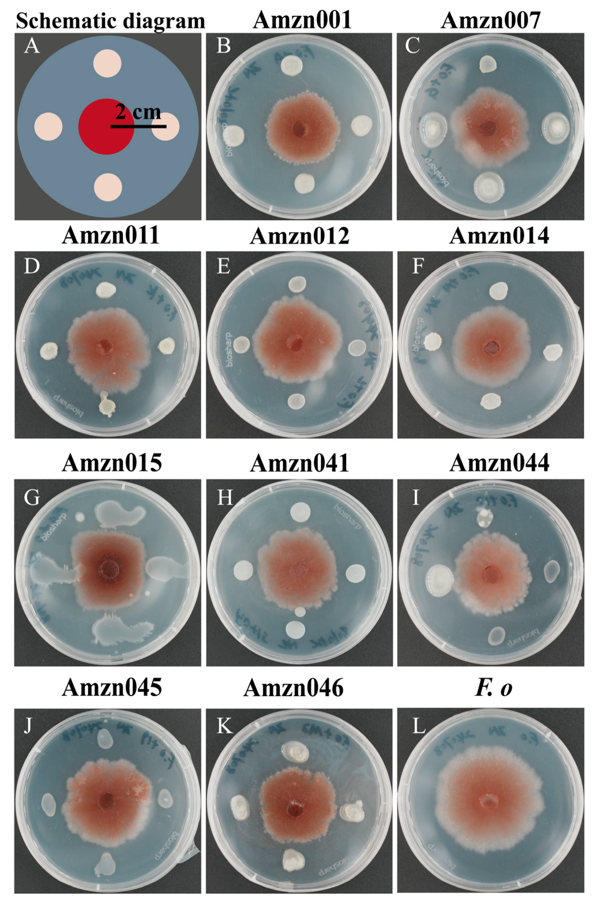 Microorganisms 13 02300 g001 Microorganisms 13 02300 g001