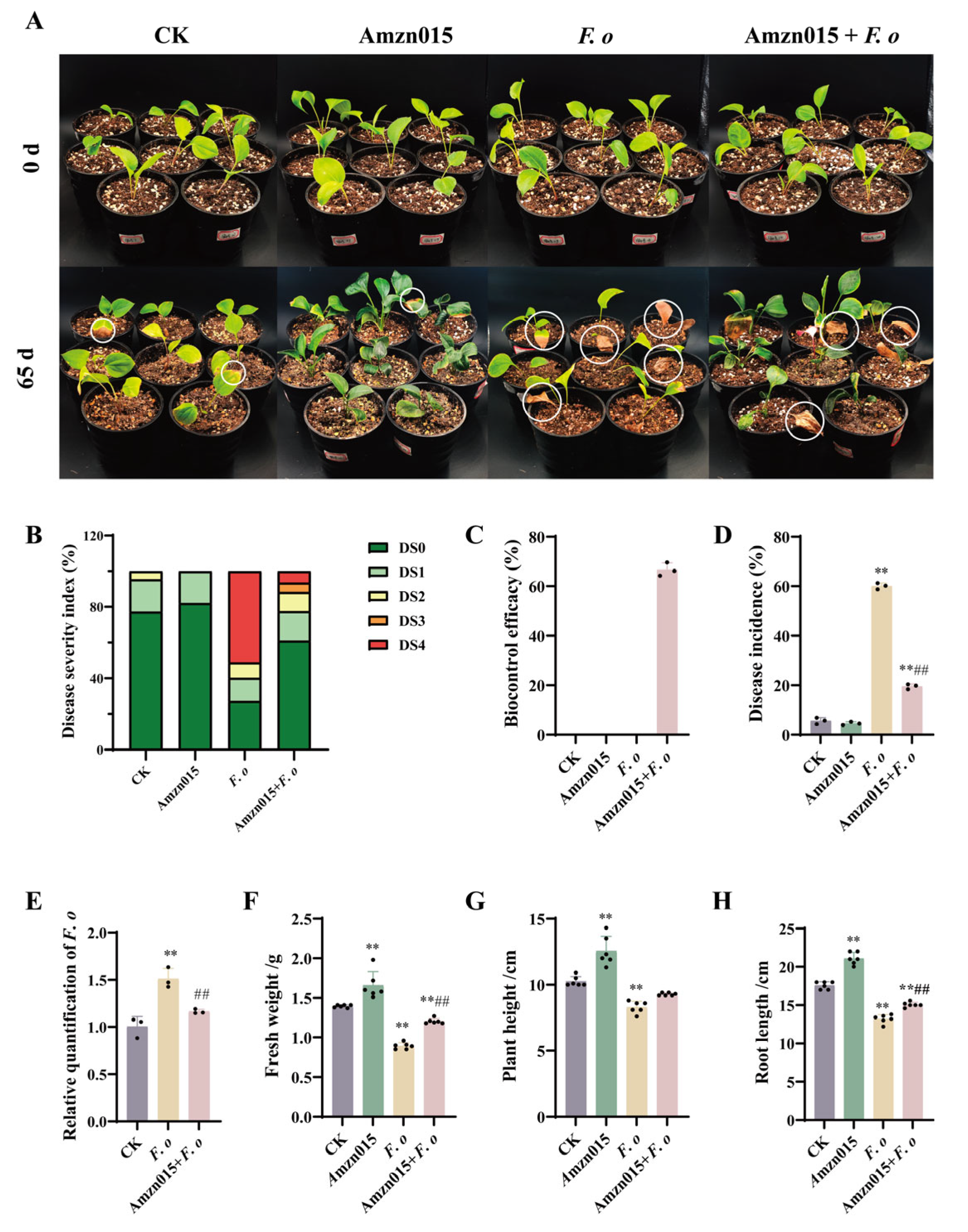 Microorganisms 13 02300 g006 Microorganisms 13 02300 g006