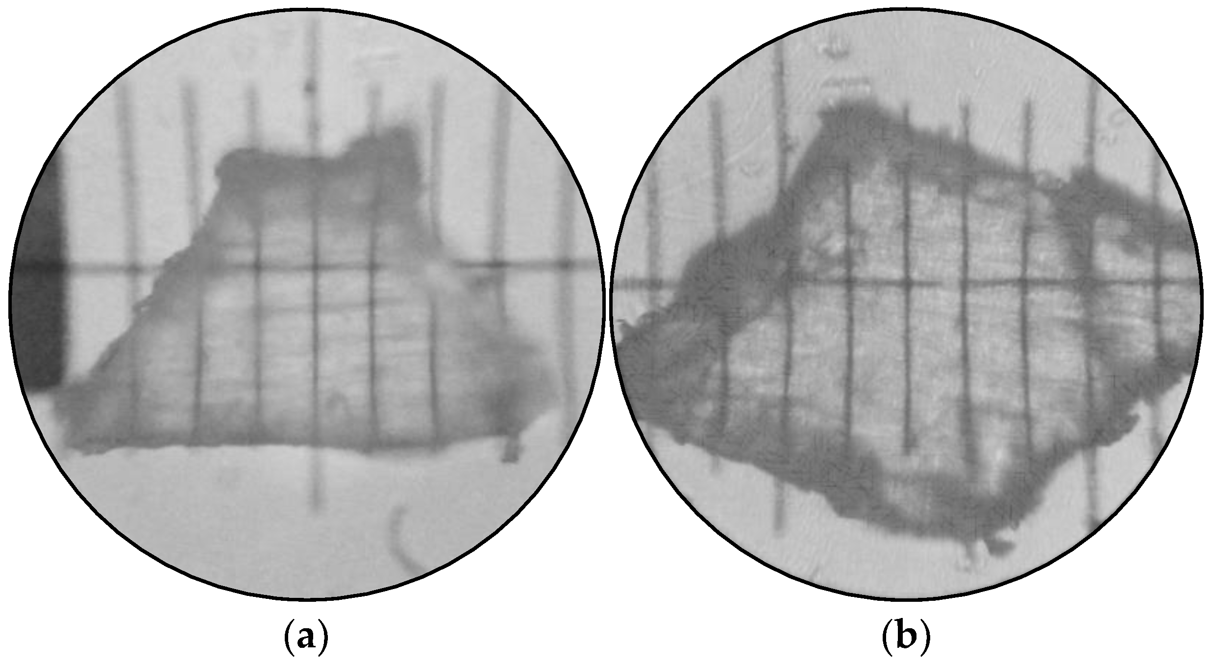 Microplastics, Free Full-Text