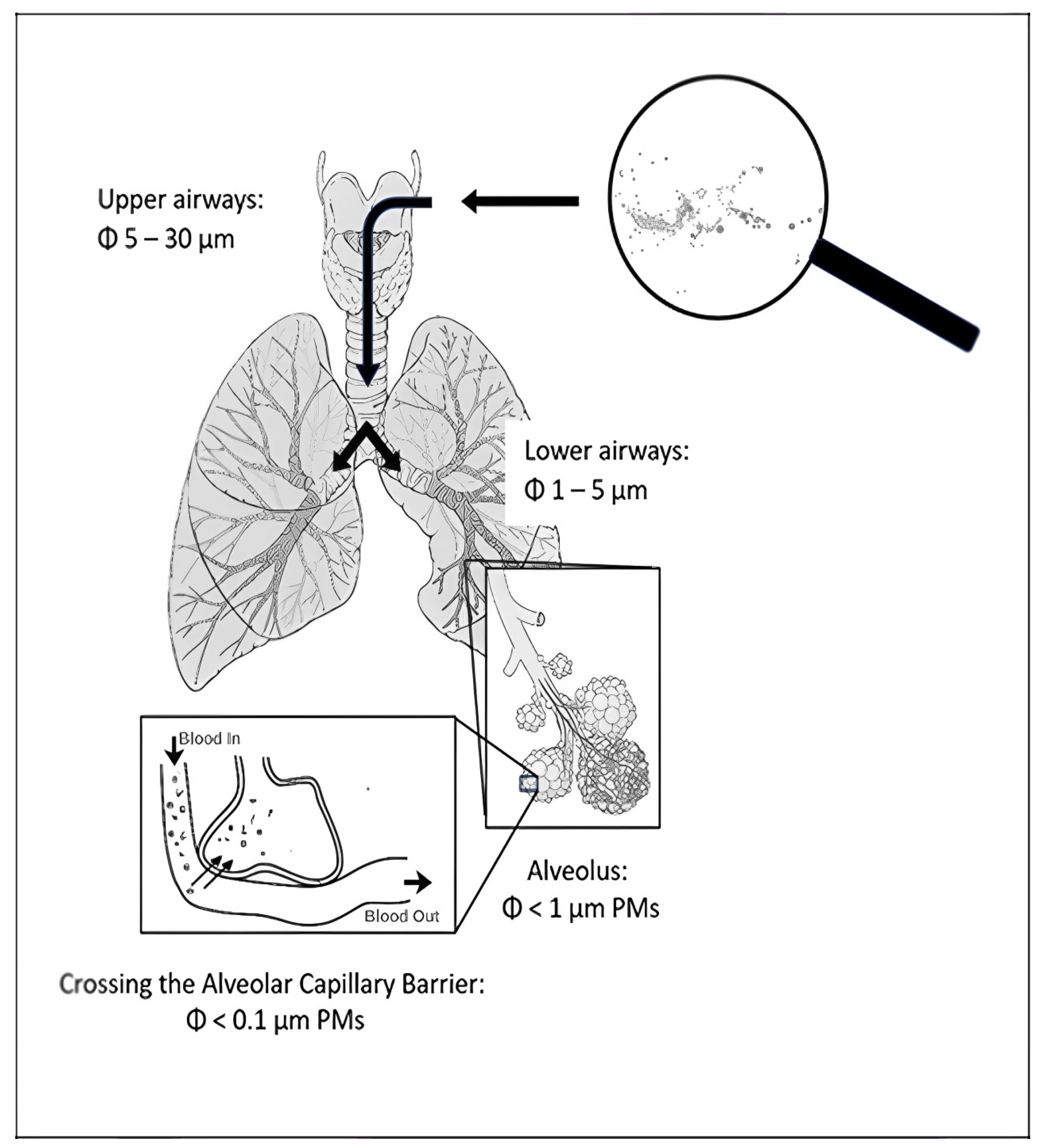 Microplastics 03 00040 g001