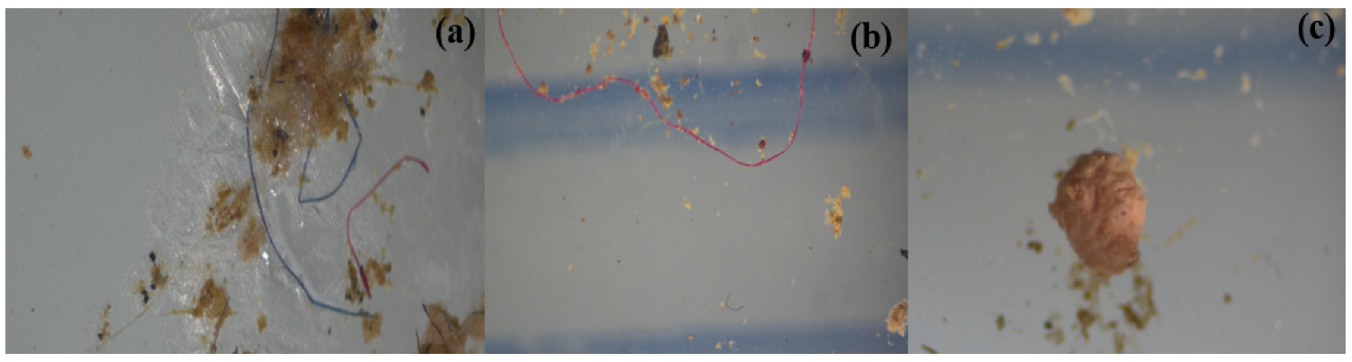 Microplastics 04 00021 g004 Microplastics 04 00021 g004
