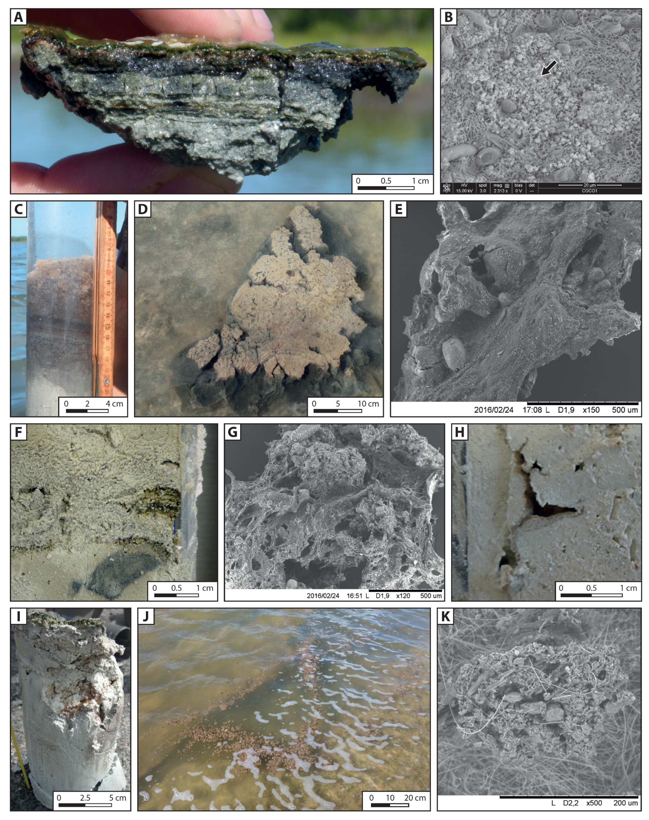 Minerals | Free Full-Text | Microbial Origin of the Organic Matter  Preserved in the Cayo Coco Lagoonal Network, Cuba | HTML