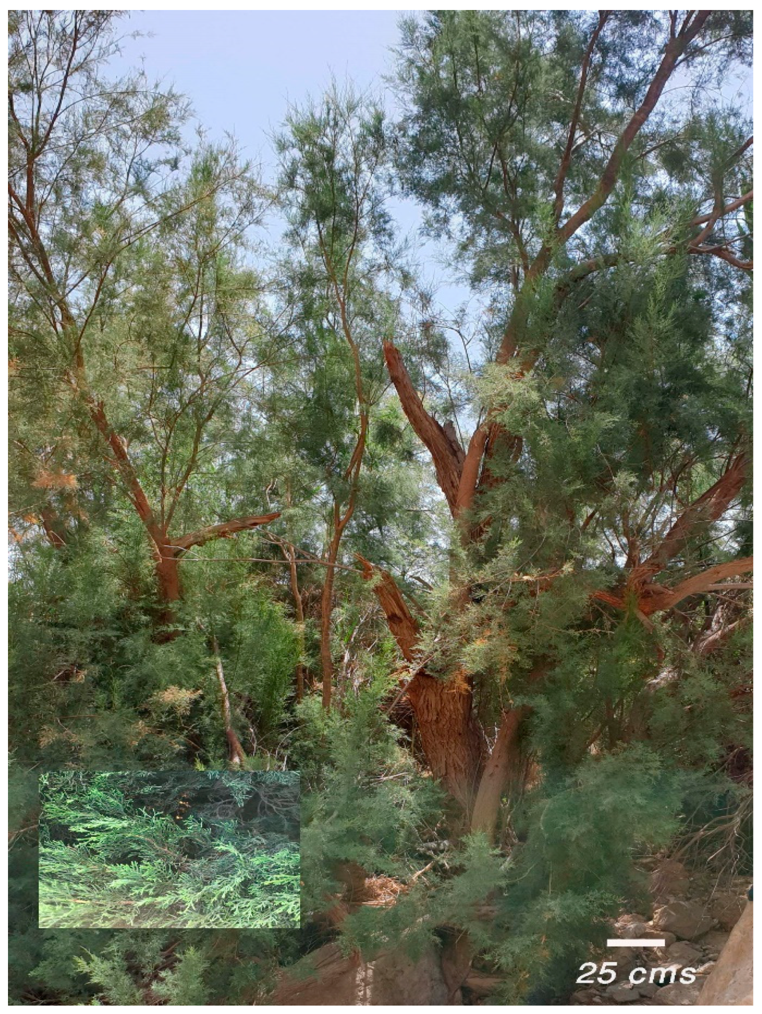 Minerals 11 00289 g001