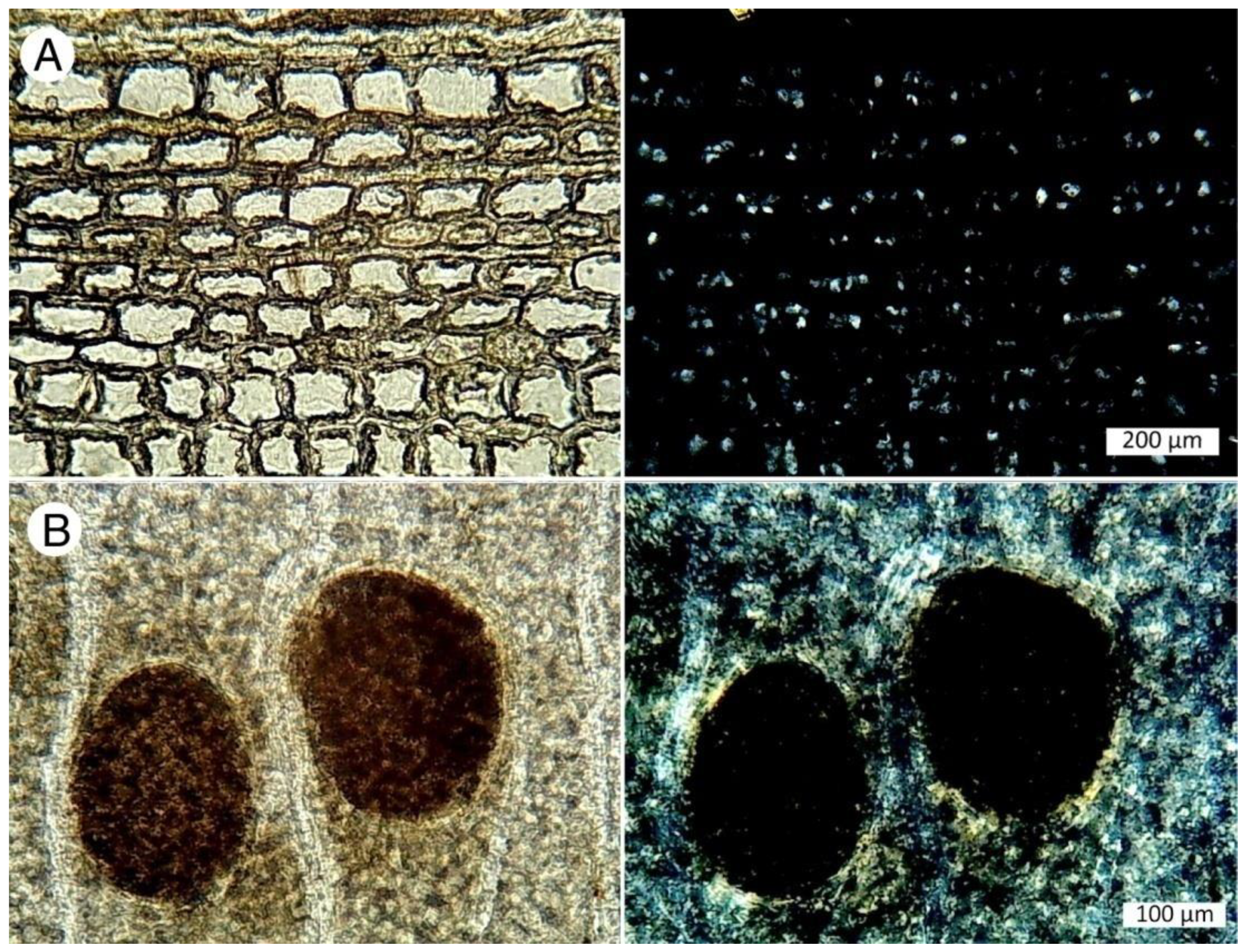 Minerals 12 00131 g009